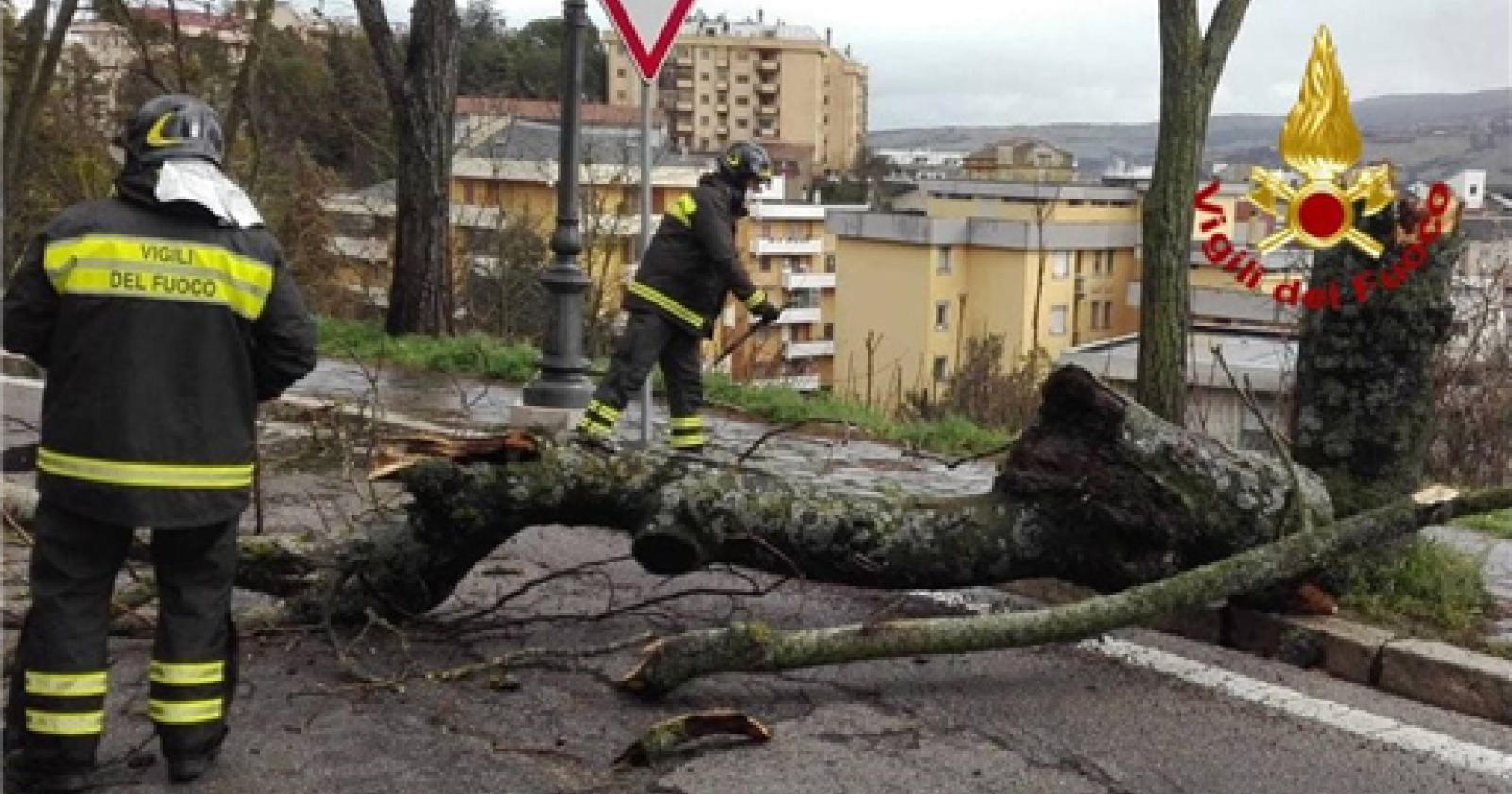 Potenza, albero sulle auto e allagamenti