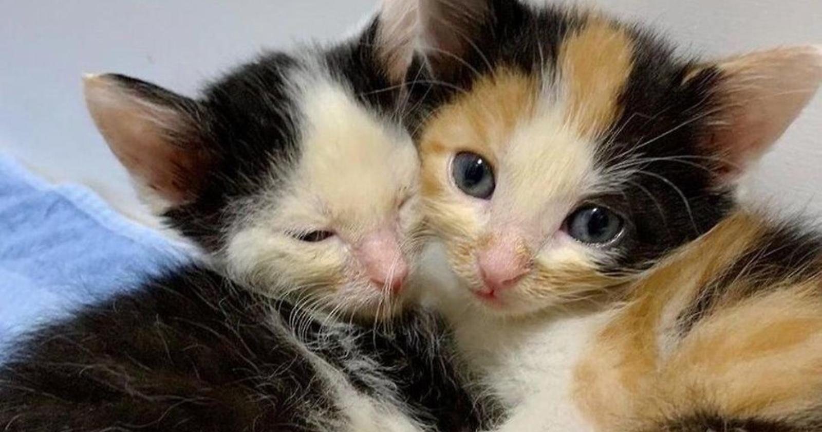 Condannata a otto mesi una coppia di Bologna che torturò e uccise due gattini adottati in Puglia