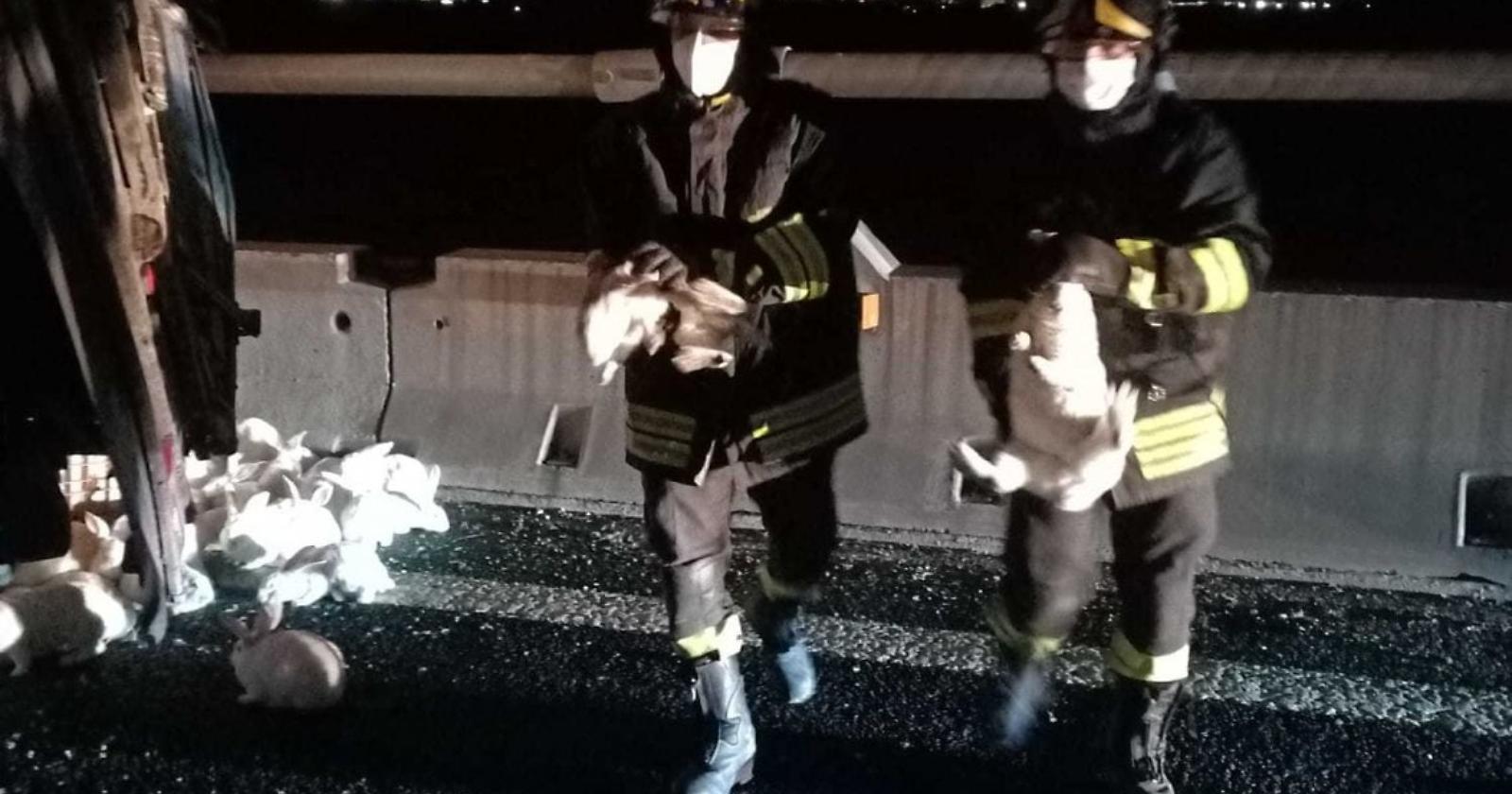 Autotrasportatore di Foggia "perde" il rimorchio sull'autostrada A14, in fuga 10mila conigli