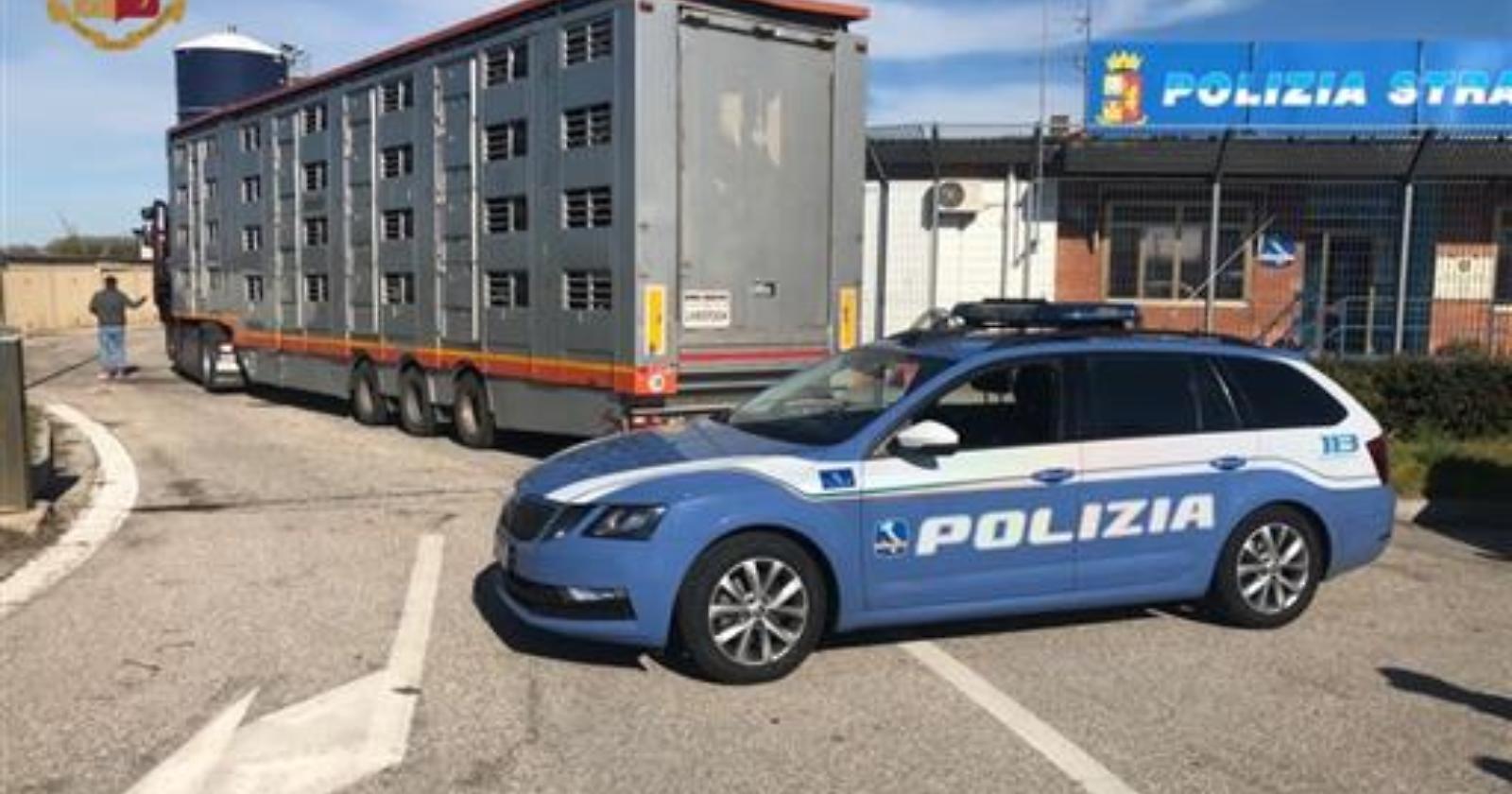 Agnelli ammassati e senz'acqua diretti in Puglia, fermati dalla Polizia stradale nel Bolognese con multe per 15mila euro
