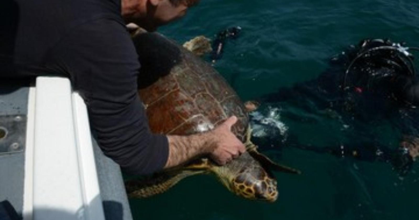 Anche UniFg nella rete Adriatico-Ionica per il soccorso alle tartarughe marine: nel 2020 ne sono state salvate 682