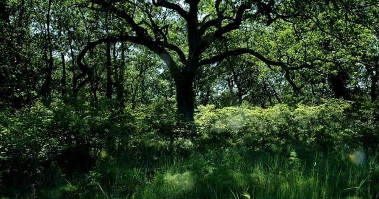 Le roverelle del Bosco dell'Incoronata di Foggia e la farnia di Policoro entrano nell'albo d'oro degli alberi monumentali italiani