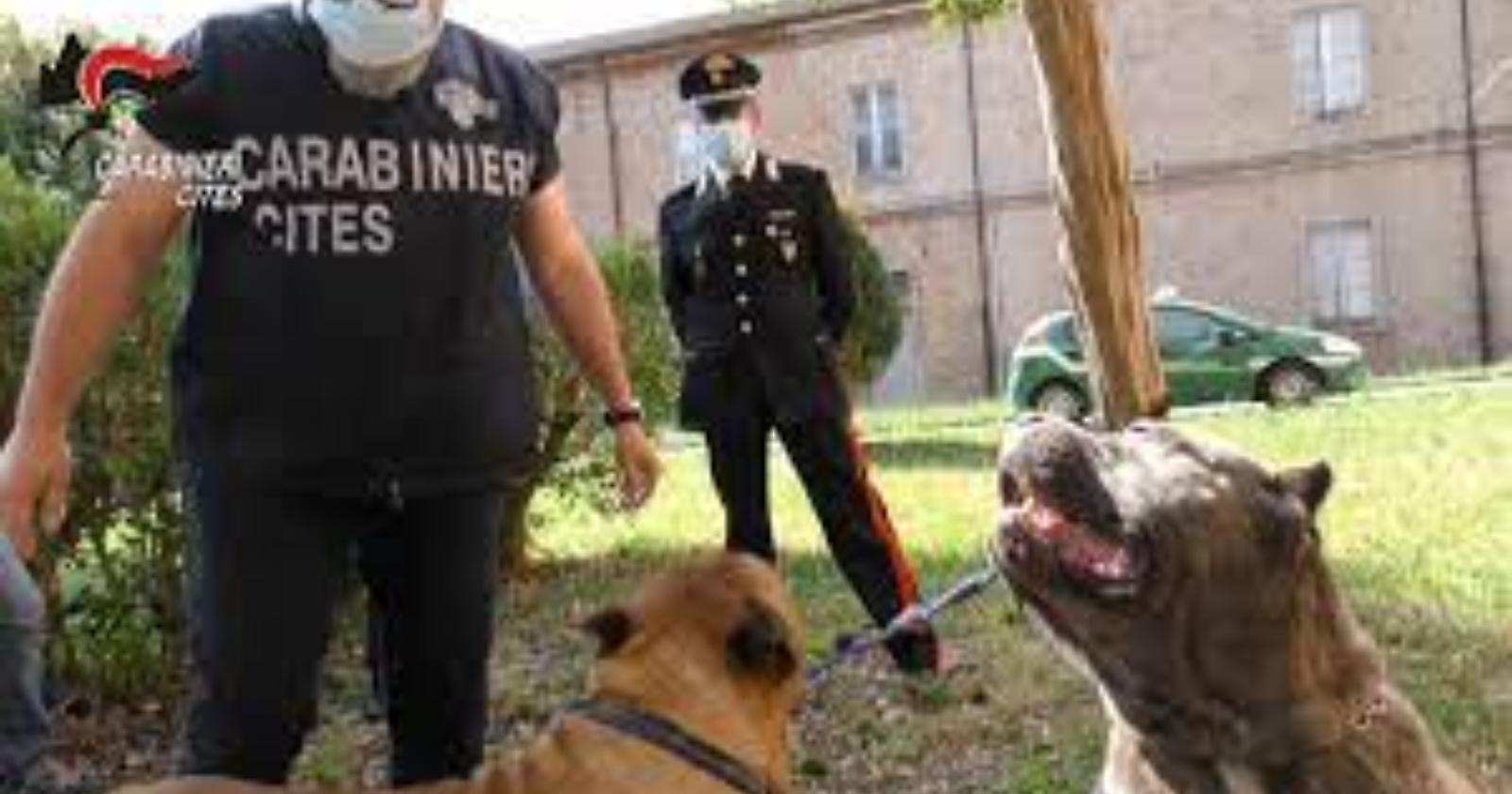 Amputazioni di cani e traffico illegale di cuccioli, nei guai allevatori e veterinari di Bari e Matera