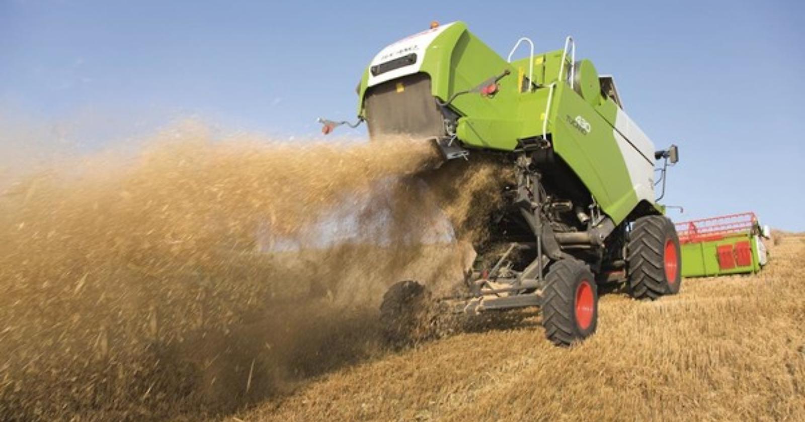 Quest'anno meno grano, ma di ottima qualità: da sola la provincia di Foggia produce 7 dei 9,5milioni di quintali della Puglia