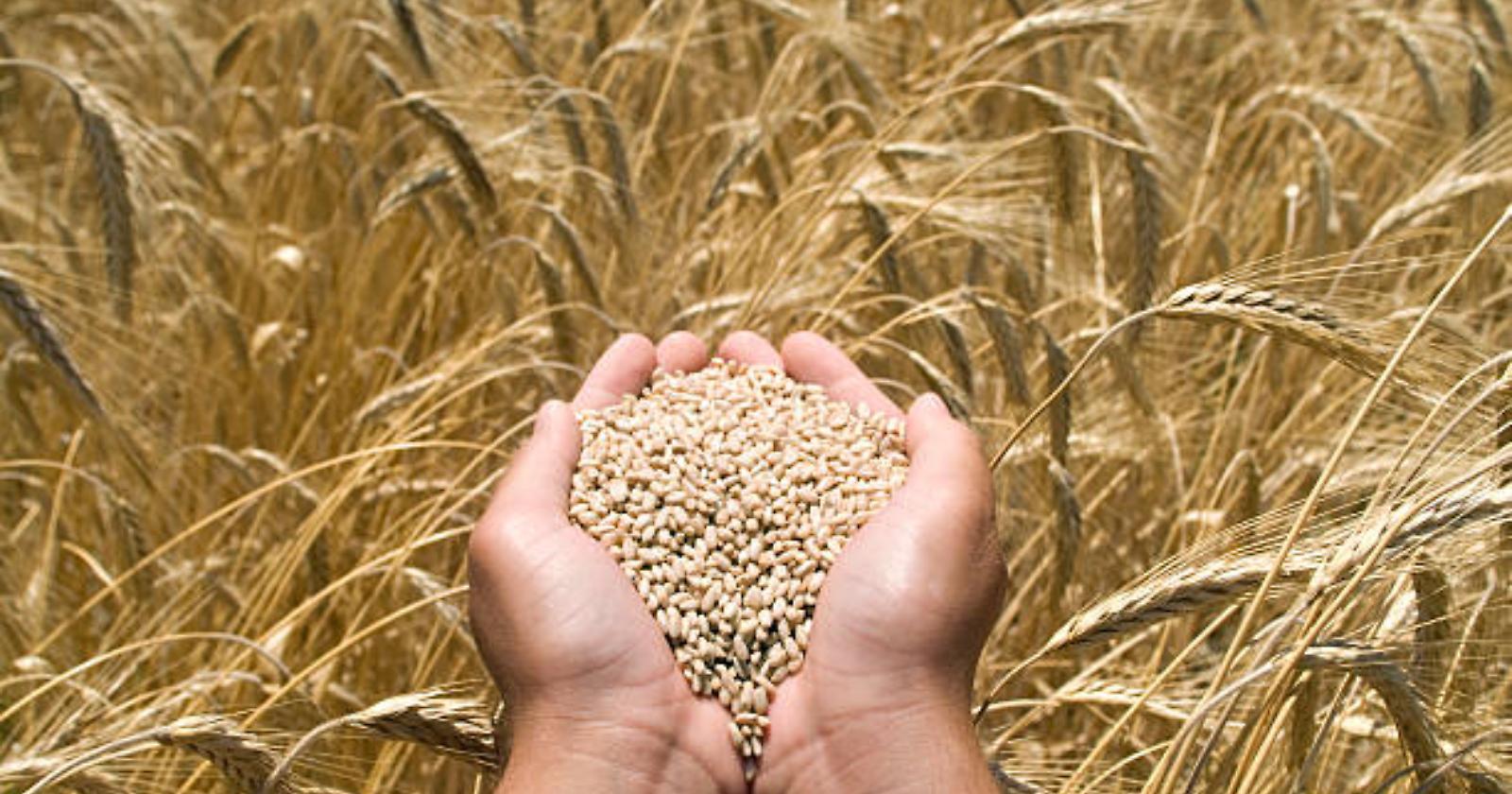 E' la raccolta di grano migliore dell'ultimo decennio, anche se alla Borsa Merci di Foggia e Bologna le quotazioni volano