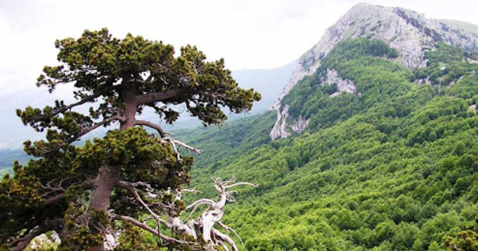 Unesco, Parco del Pollino: nella Faggeta vetusta esemplari di 620 anni 