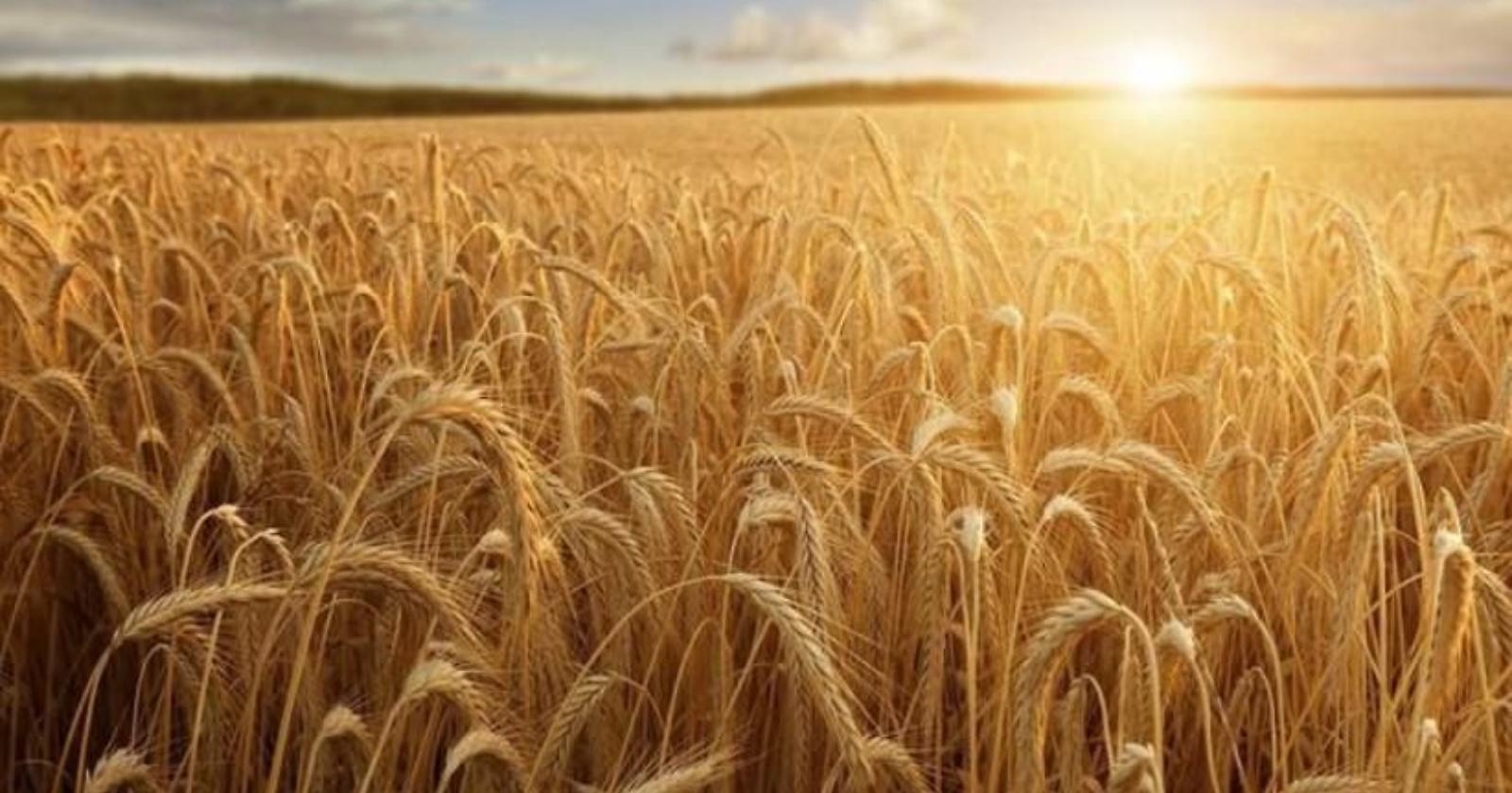 A Foggia, "Wall Street" del grano internazionale, il prezzo del duro arriva alle stelle