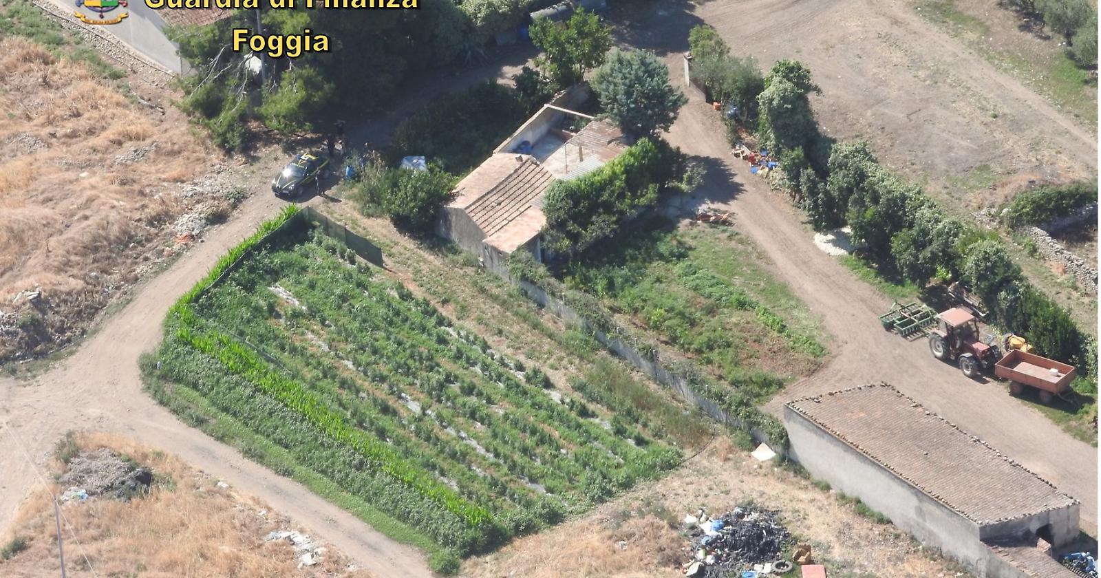 La GdF sequestra 478 piante di marijuana tra San Giovanni Rotondo e Rodi: avrebbero fruttato 500mila euro 