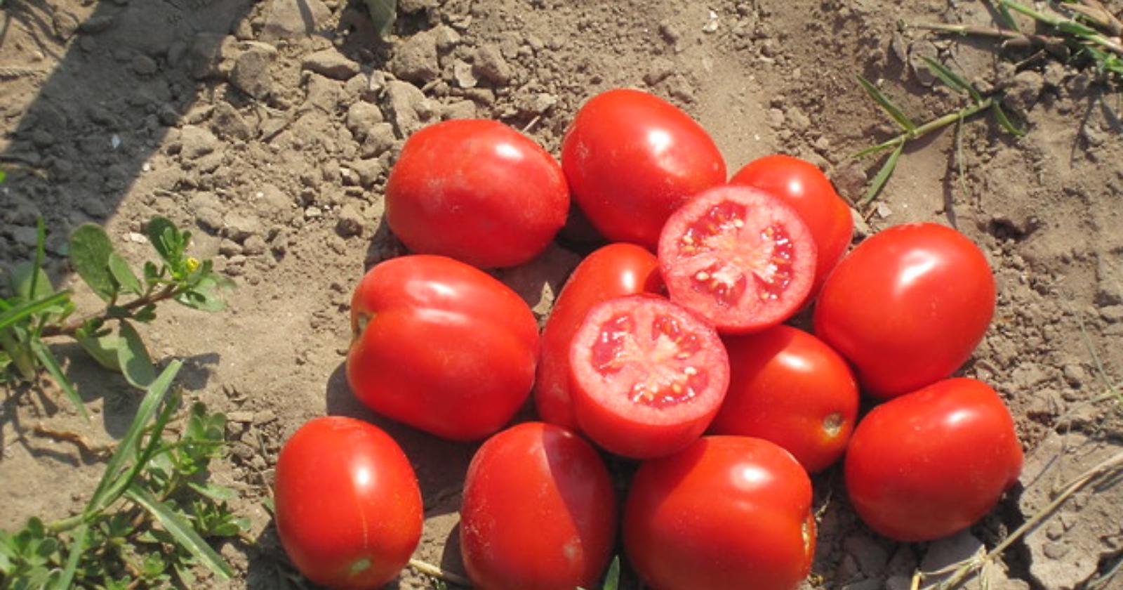 Pomodoro: Basilicata, Campania, Molise e Puglia chiedono a Patuanelli un tavolo di lavoro