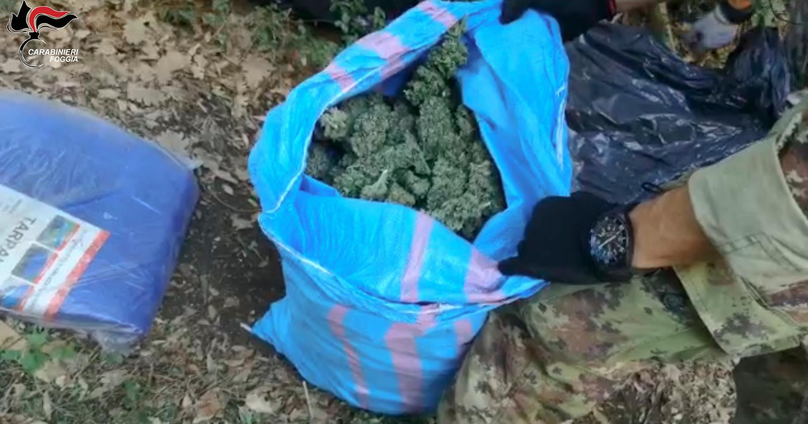 Obbligo di dimora per un senegalese arrestato a San Giovanni Rotondo dai Carabinieri con 7 Kg di marijuana