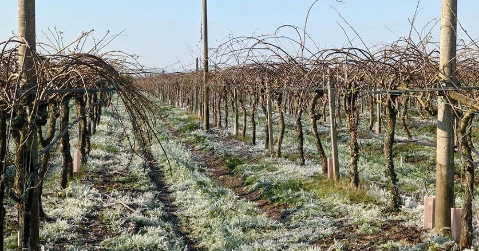 Agricoltura lucana: accolto lo stato di calamità per le gelate di aprile