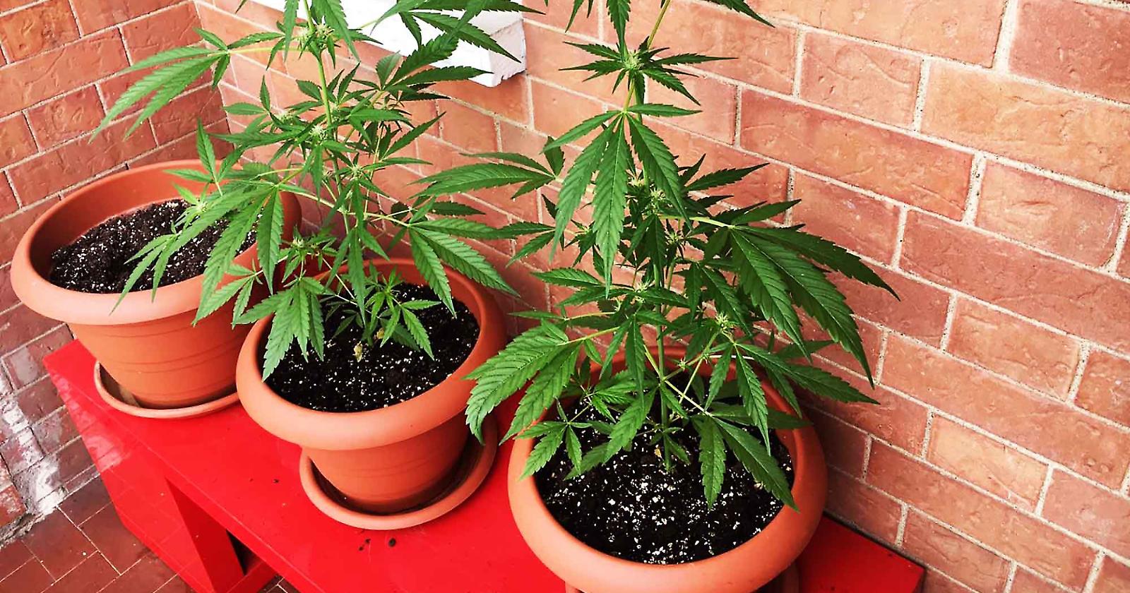 Commissione Giustizia della Camera: si apre alla mini coltivazione domestica di cannabis