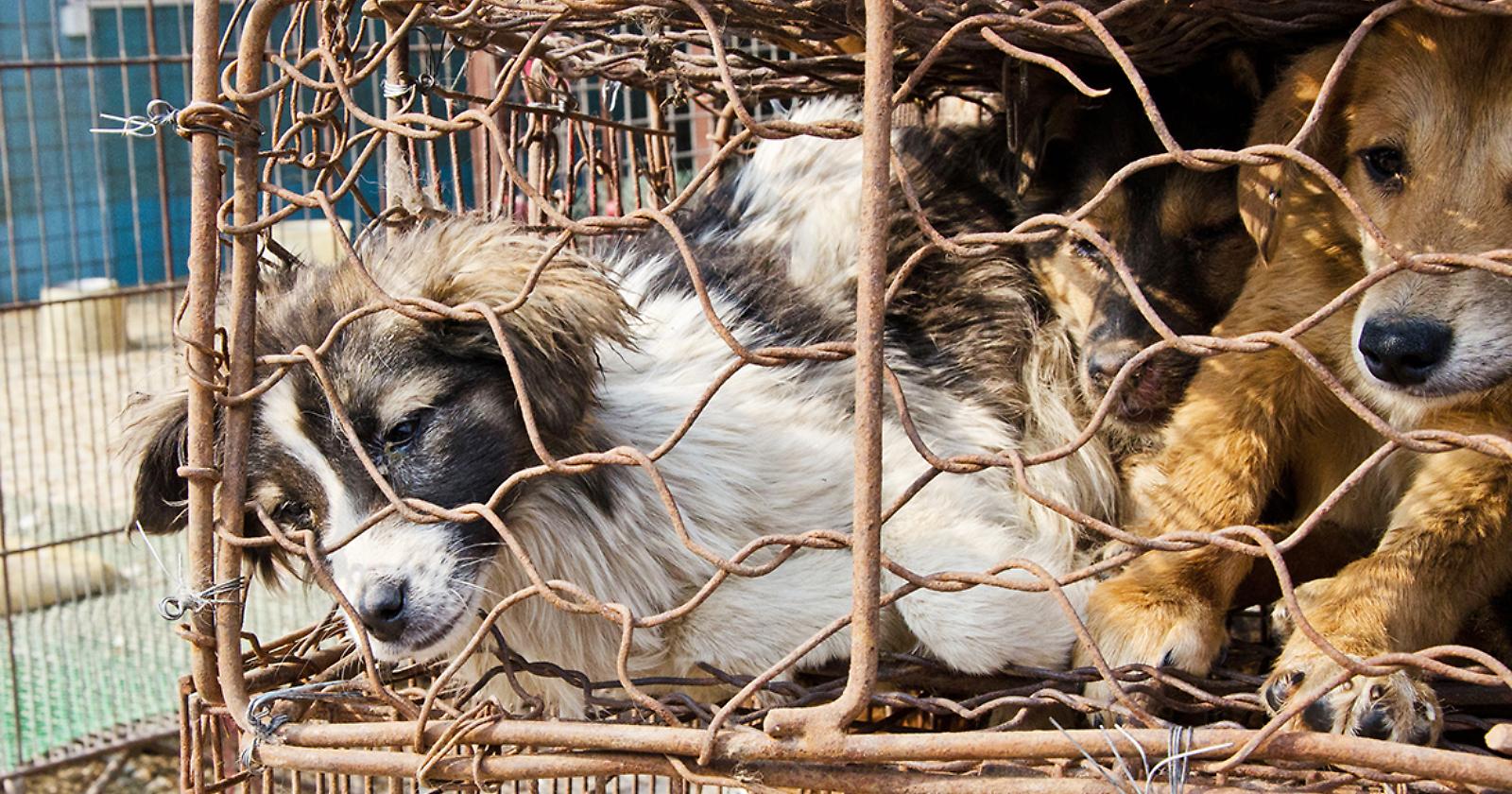 Dalle corse coi cavalli alla macellazione clandestina, ecco la Puglia criminale con gli animali: a Foggia il numero maggiore di reati