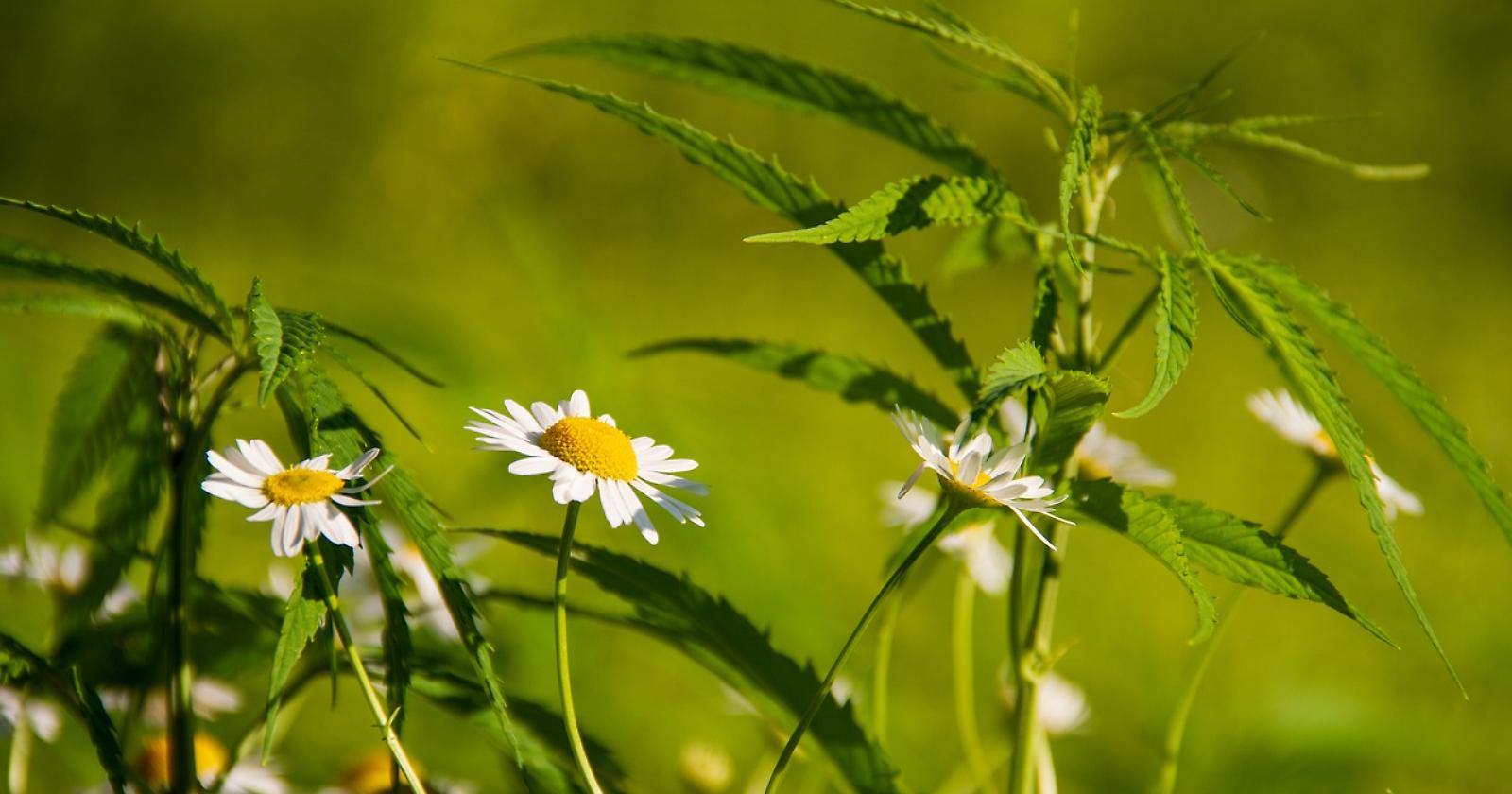 Skunk: cosa sapere su una delle varietà di cannabis più famose al mondo
