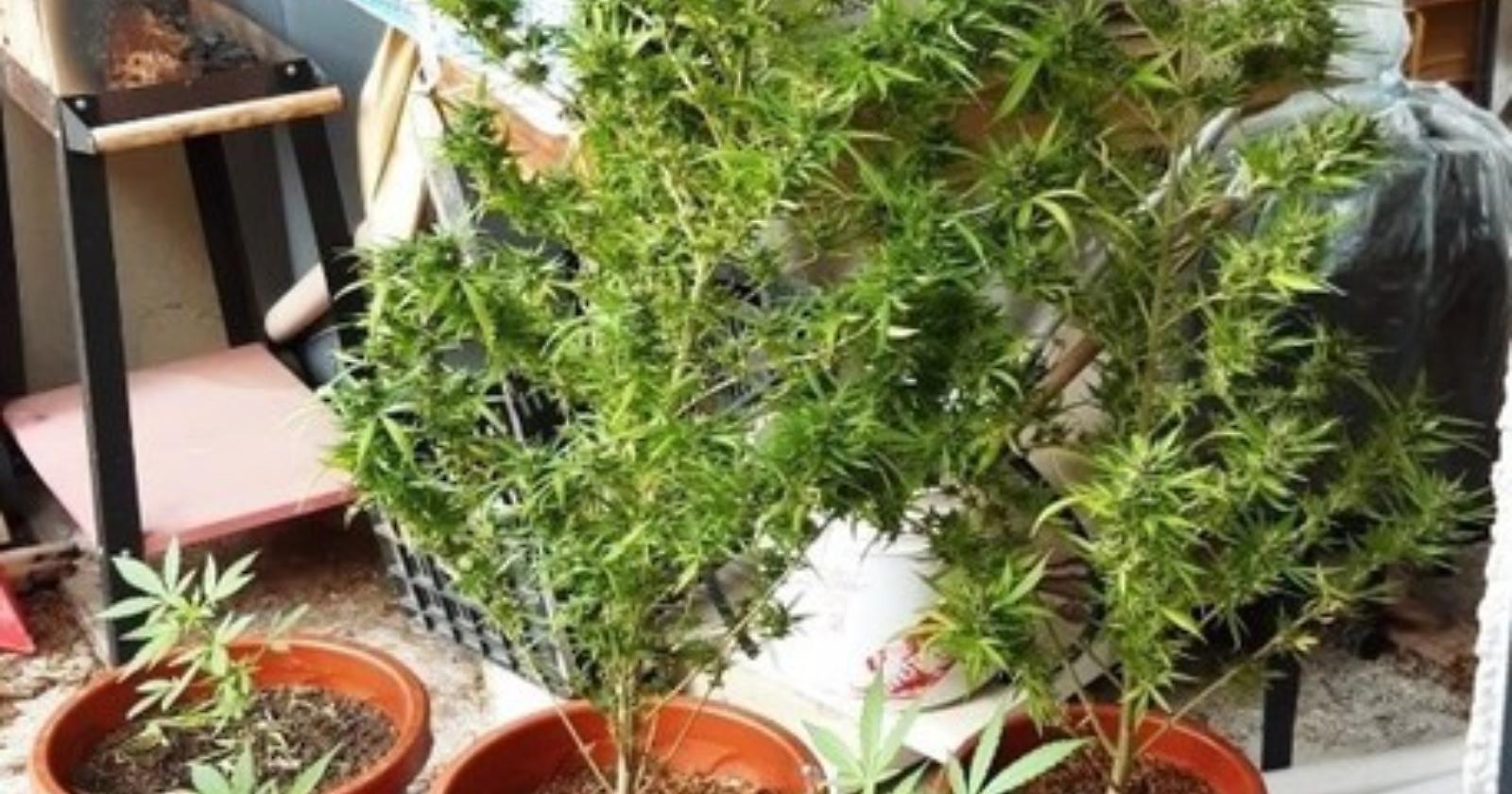 A Venosa la coltivazione di canapa indiana sul terrazzo. Piante fino a 130 cm. Arrestato 30enne