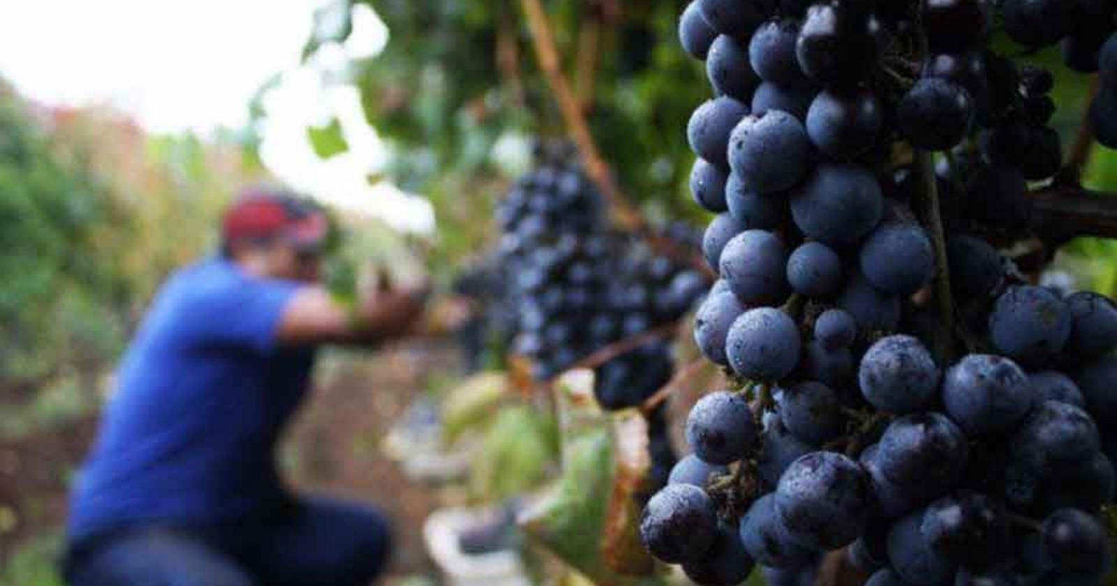 Tempo di vendemmia ed il vino made in Italy tocca il record storico di fatturato