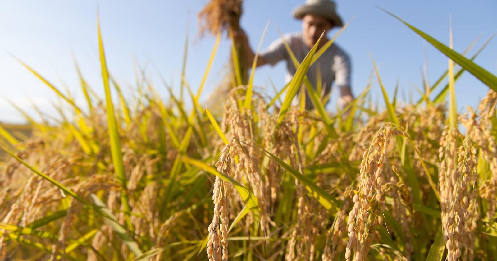 Legalità: a Matera arriva la ''Rete del Lavoro Agricolo di Qualità"
