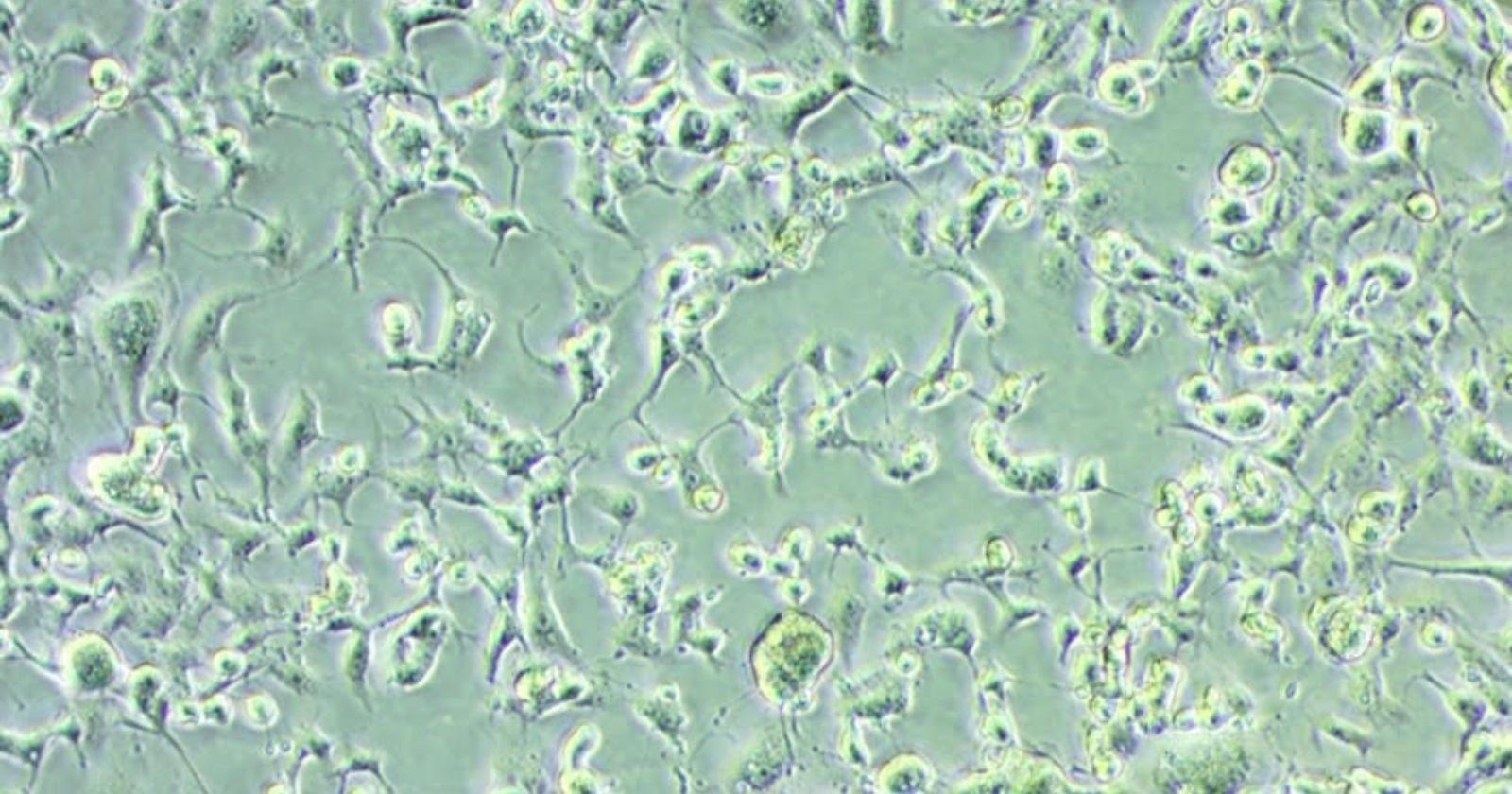 Isolata in Puglia la variante Omicron. Emiliano: "Ora avremo informazioni fondamentali per combattere il Covid"