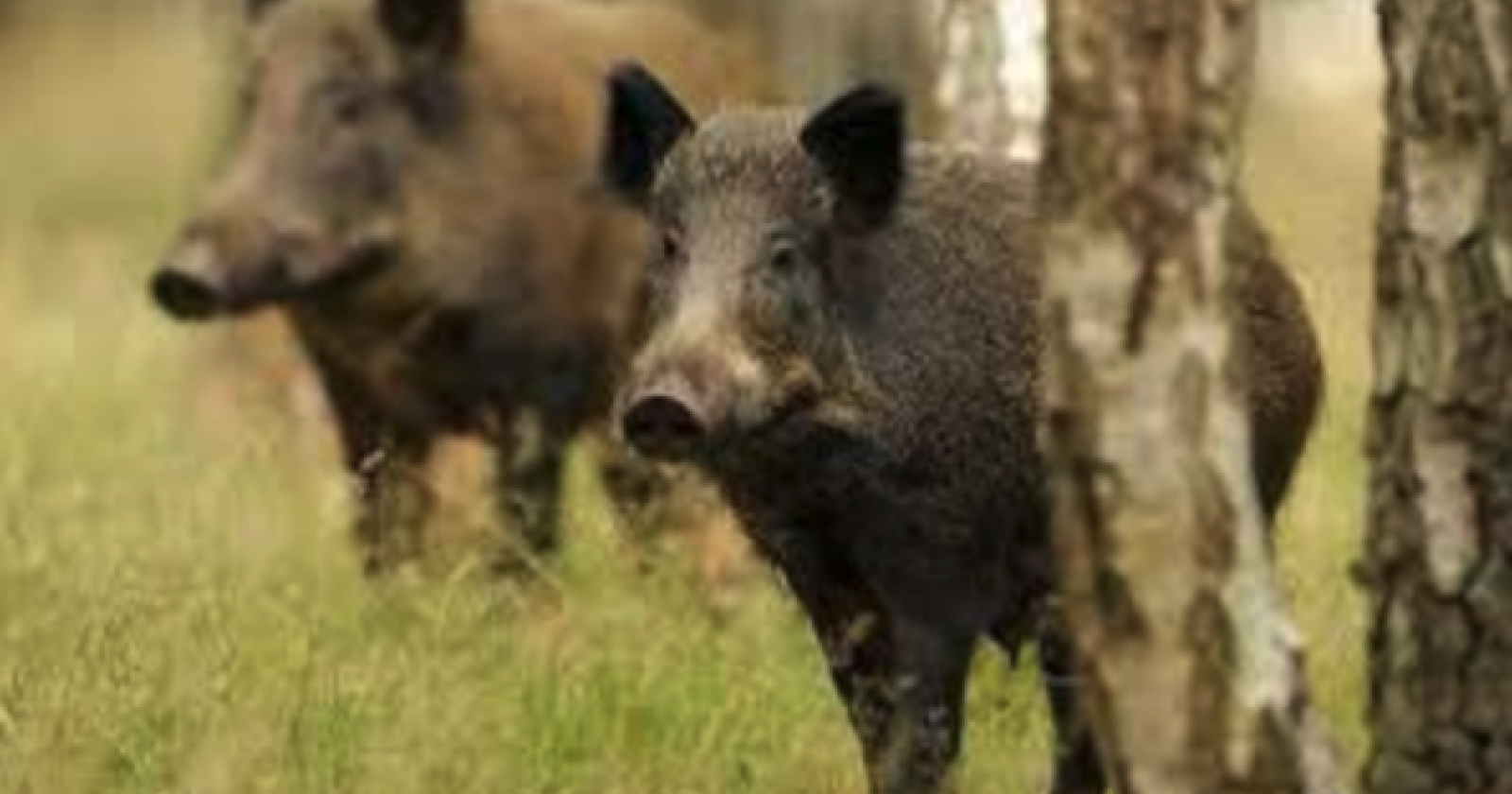 Abbattimento cinghiali: unica soluzione praticabile? 