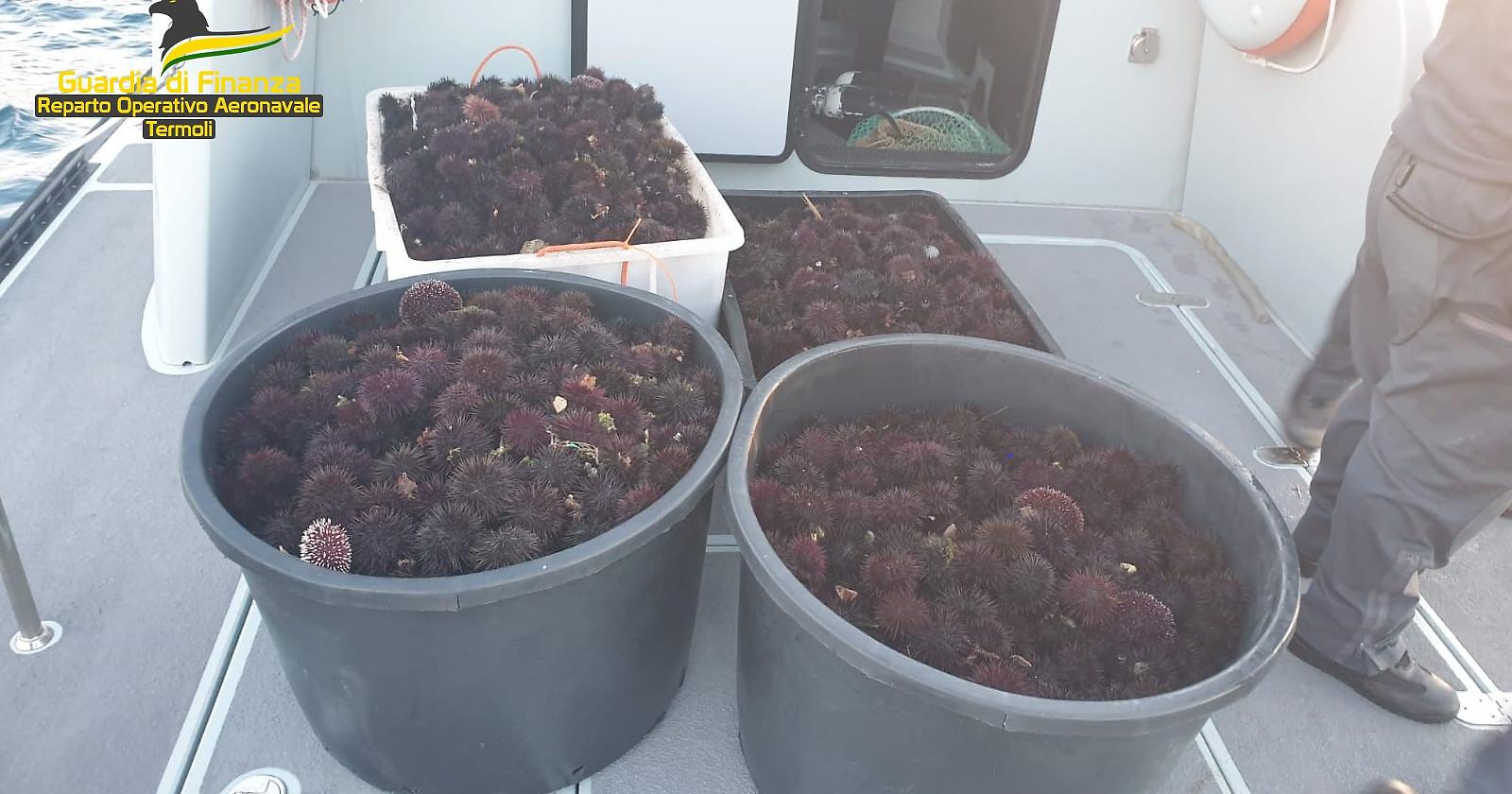 Pesca "miracolosa" della GdF di Termoli alle Isole Tremiti: sequestrati 2mila ricci di mare a due pescatori di frodo