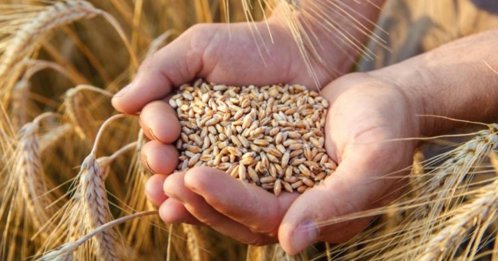 Con la crisi di Kiev, i prezzi del grano hanno raggiunto il massimo da 14 anni