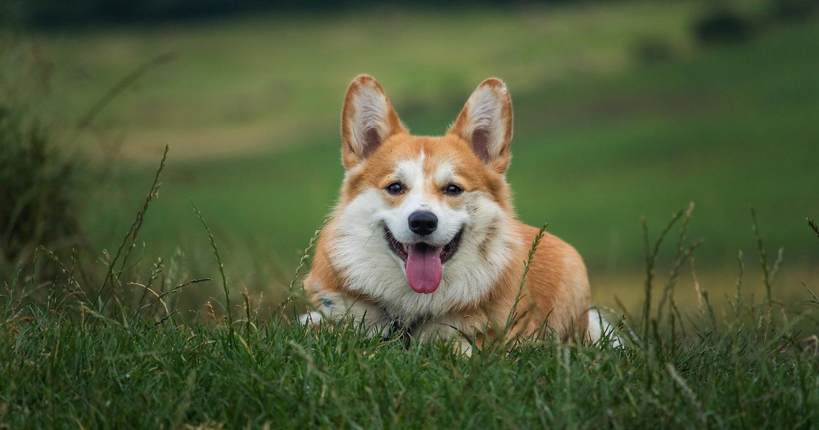 Sogni di prendere un cane? Tutto quello che devi sapere prima di adottarne uno