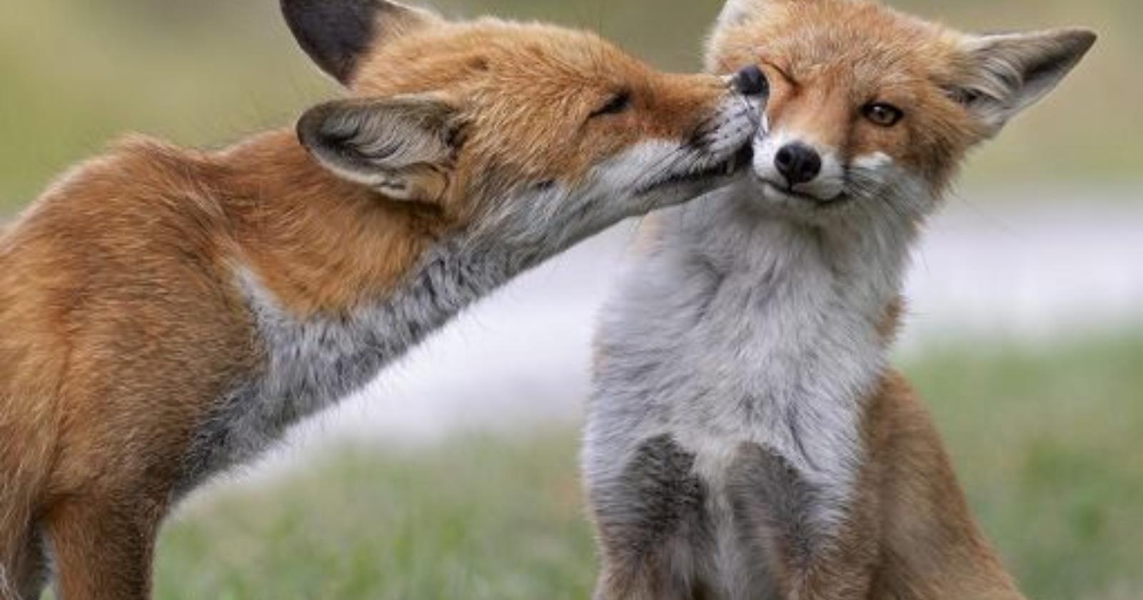 Il bacio della volpe, fotografato a Pescasseroli da Giuliano Zappi, vince "Obiettivo Terra" 2022