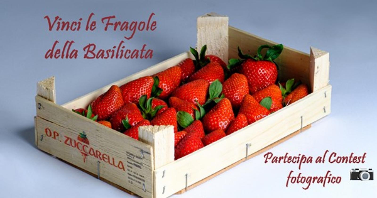 Ecco il concorso fotografico di Op Zuccarella per vincere le fragole della Basilicata
