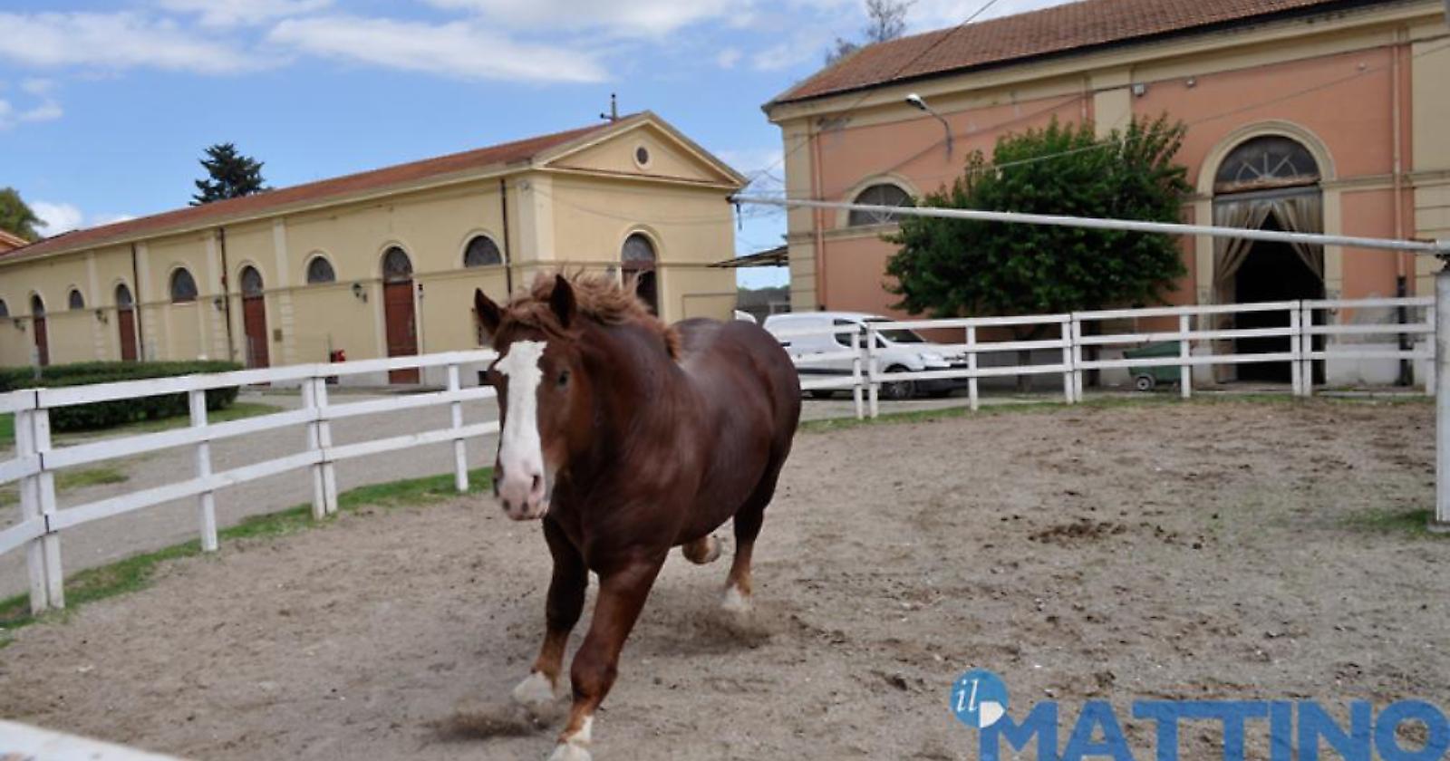 I "cavalli stalloni" non "scappano" più da Foggia, Splendido: "C'è la promessa dell'assessore regionale, pure per la valorizzazione"