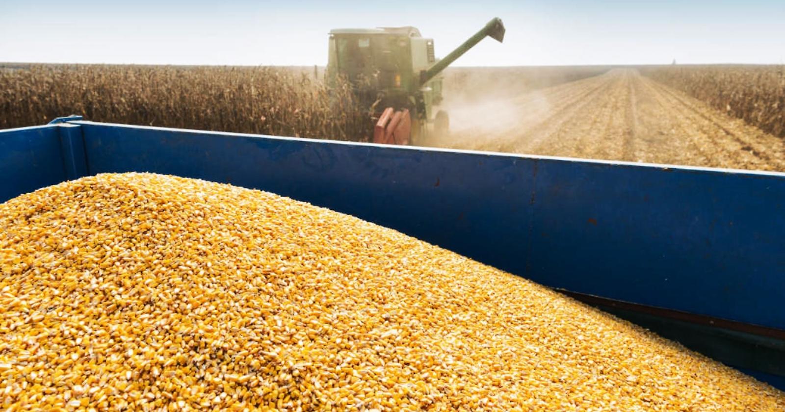 Caos grano duro: quotazioni superiori del 70 per cento rispetto al 2021 e cerealicoltura in tilt