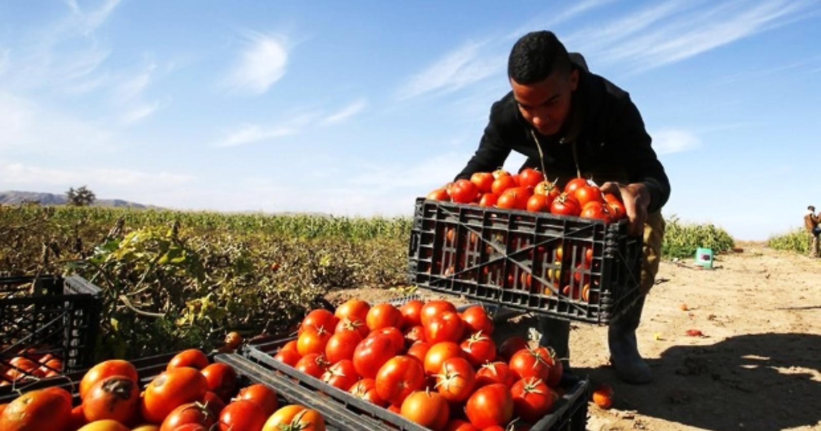 Rinnovato il contratto collettivo di lavoro degli operai agricoli: 1,2 milioni di lavoratori interessati