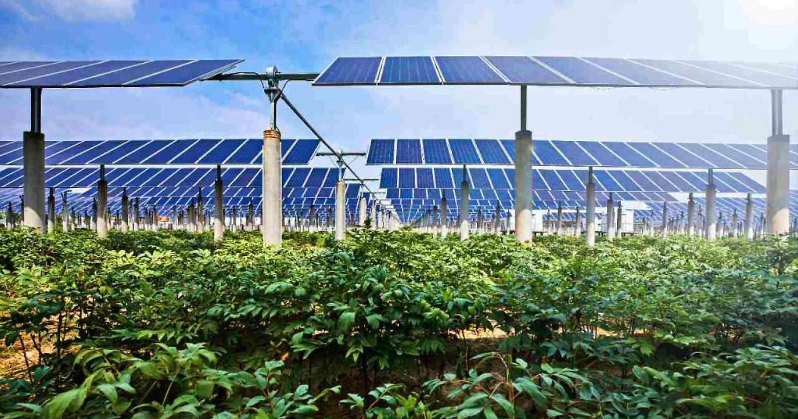 L'agricoltura concorre per l'8,5 per cento nella produzione di energia green