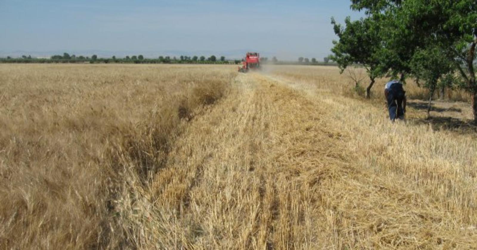 La cerealicoltura lucana rischia una caporetto, allarme della Cia