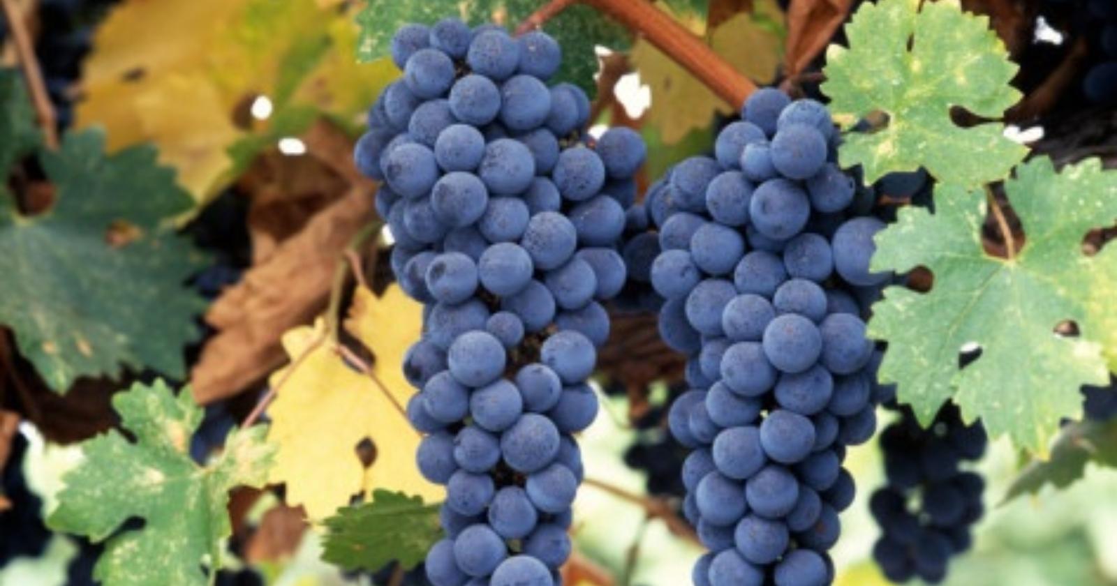 Promozione dei vini lucani sui mercati dei Paesi terzi: da Via Verrastro l'Avviso da 400 mila euro