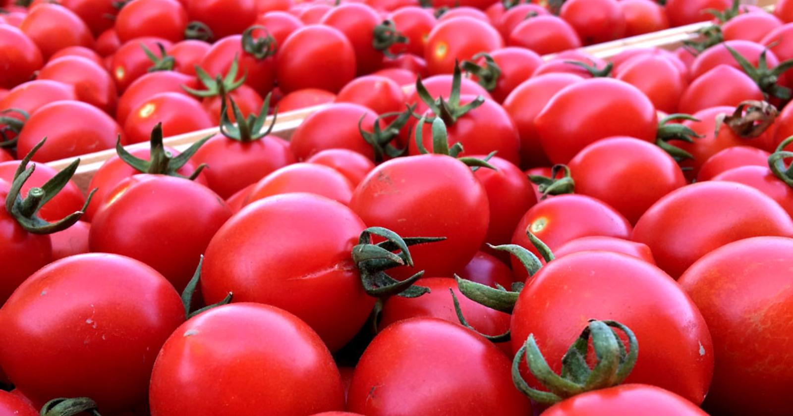 Caldo e siccità, in Basilicata preoccupa la raccolta del pomodoro: il comparto vale 3,7 milioni 
