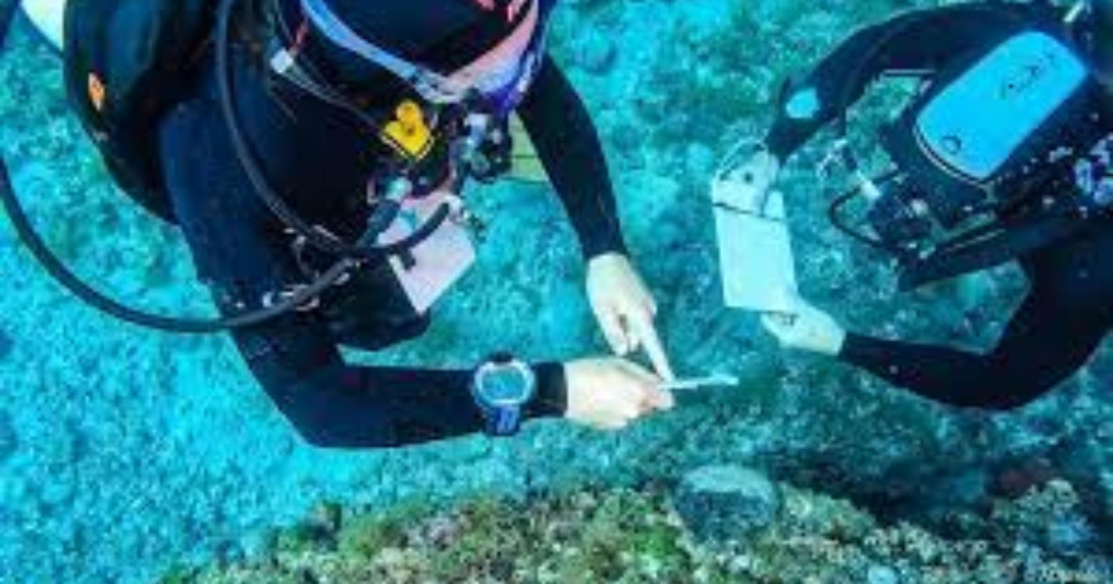 Trovato alla Isole Tremiti esemplare di "Nacchera spinosa": il mollusco era ritenuto estinto da una epidemia  