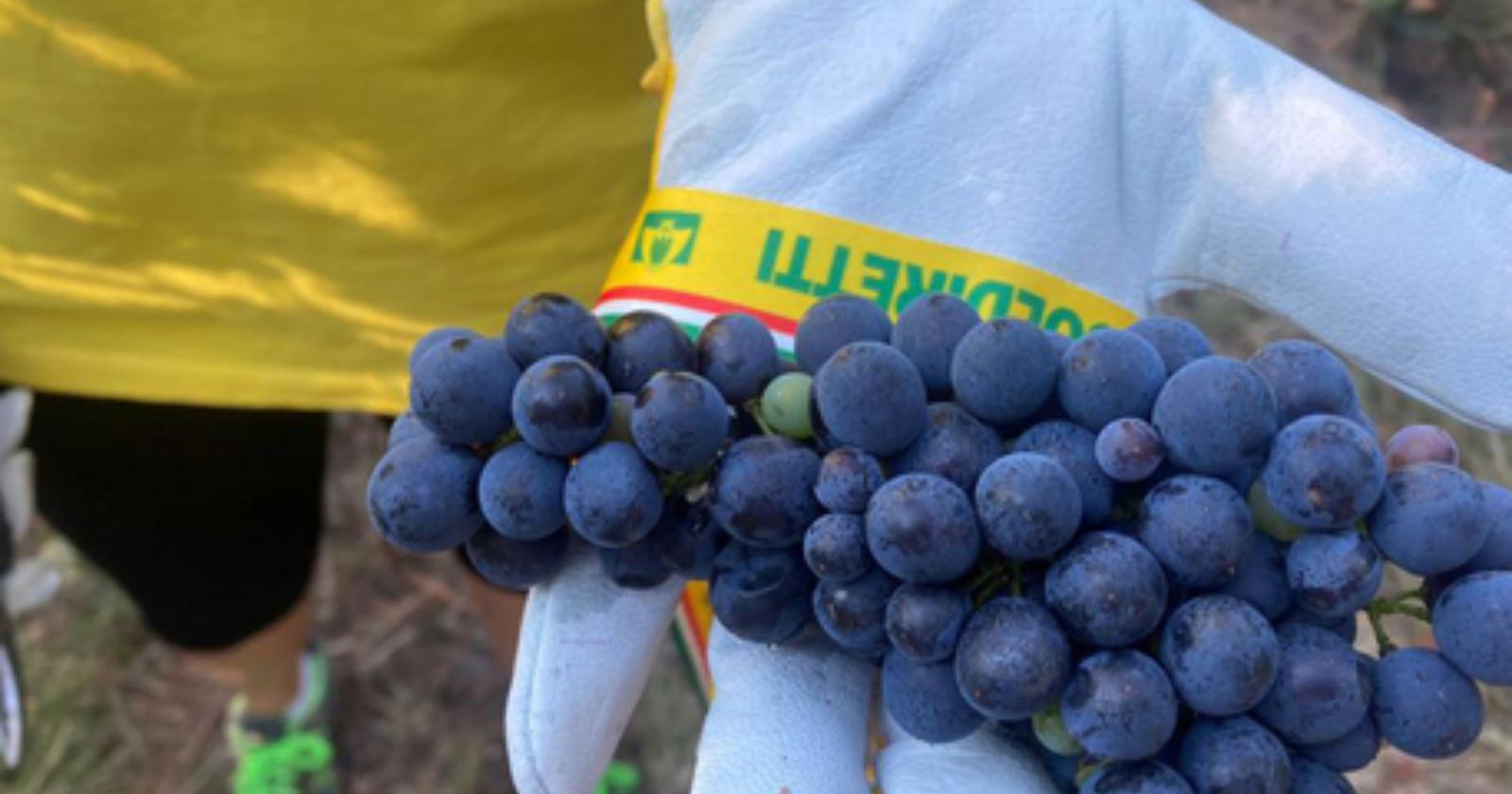 Vendemmia 2022 in Basilicata, Coldiretti prevede una buona annata 