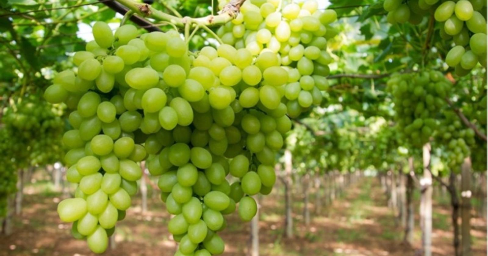 Uva da tavola e impatto della Gdo: per un Kg ai produttori 40 centesimi, al supermercato 4 euro 