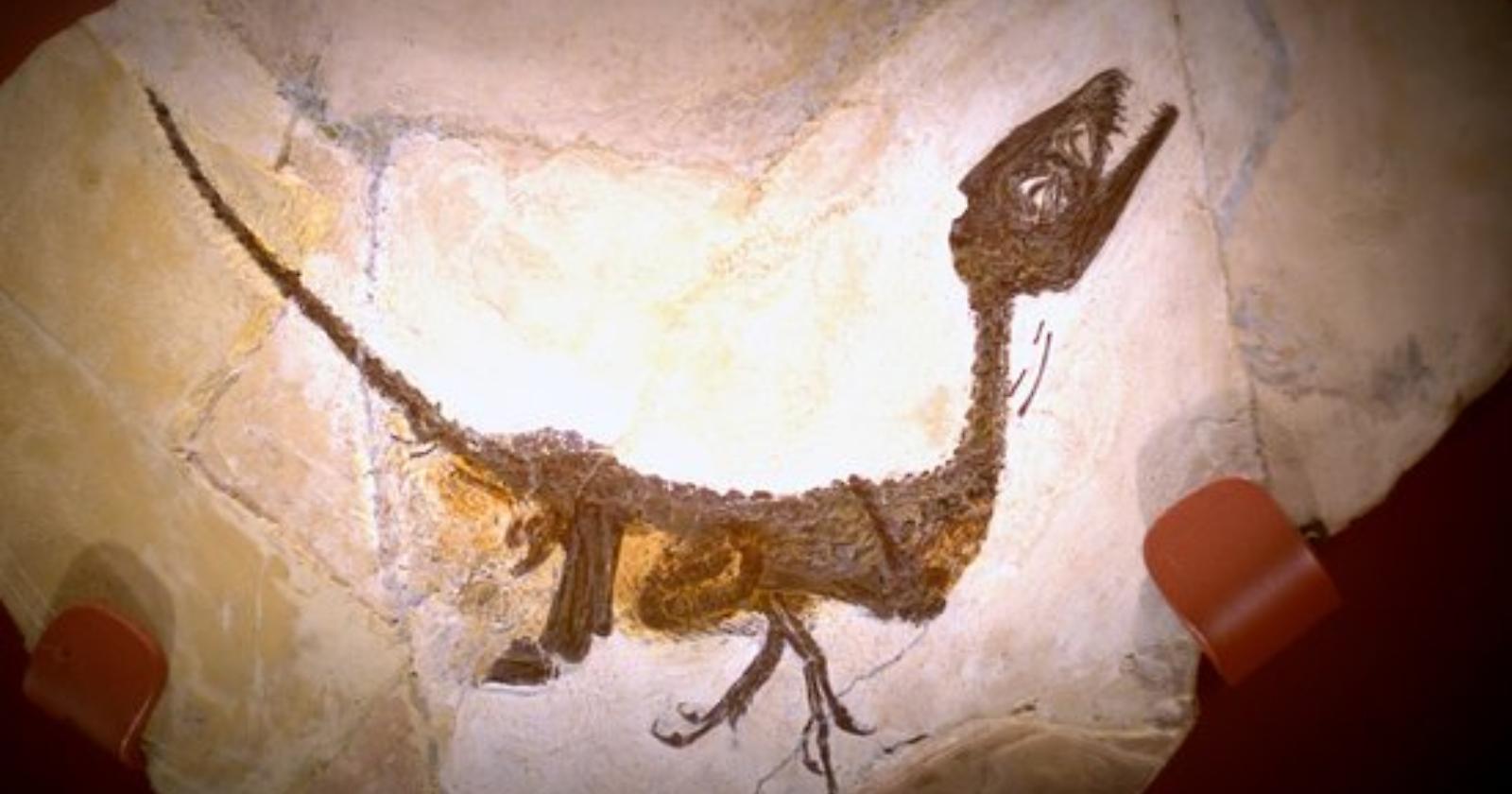 Nuove indagini sul fossile del piccolo Ciro: il primo e più importante dinosauro scoperto in Italia, in provincia di Benevento