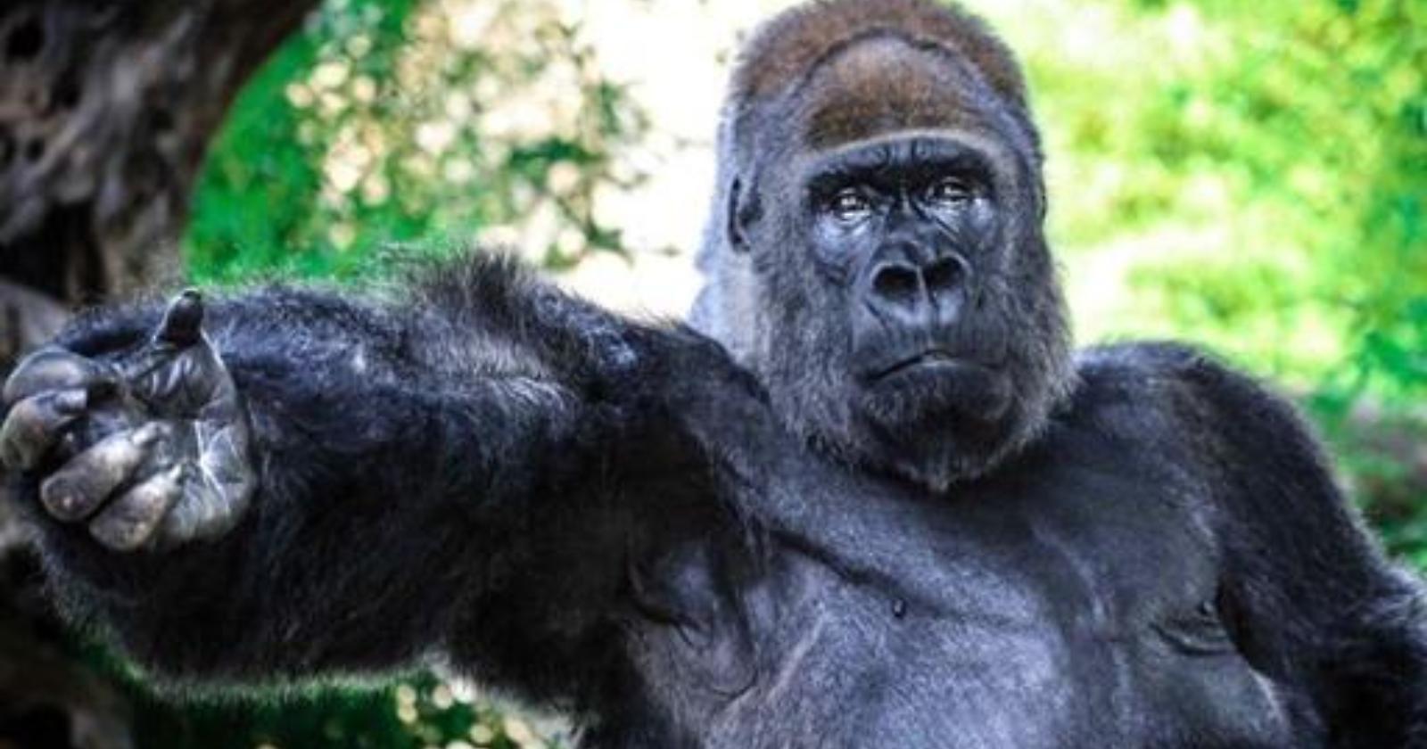 Riù, il gorilla triste rinchiuso nello Zoosafari di Fasano, in Puglia