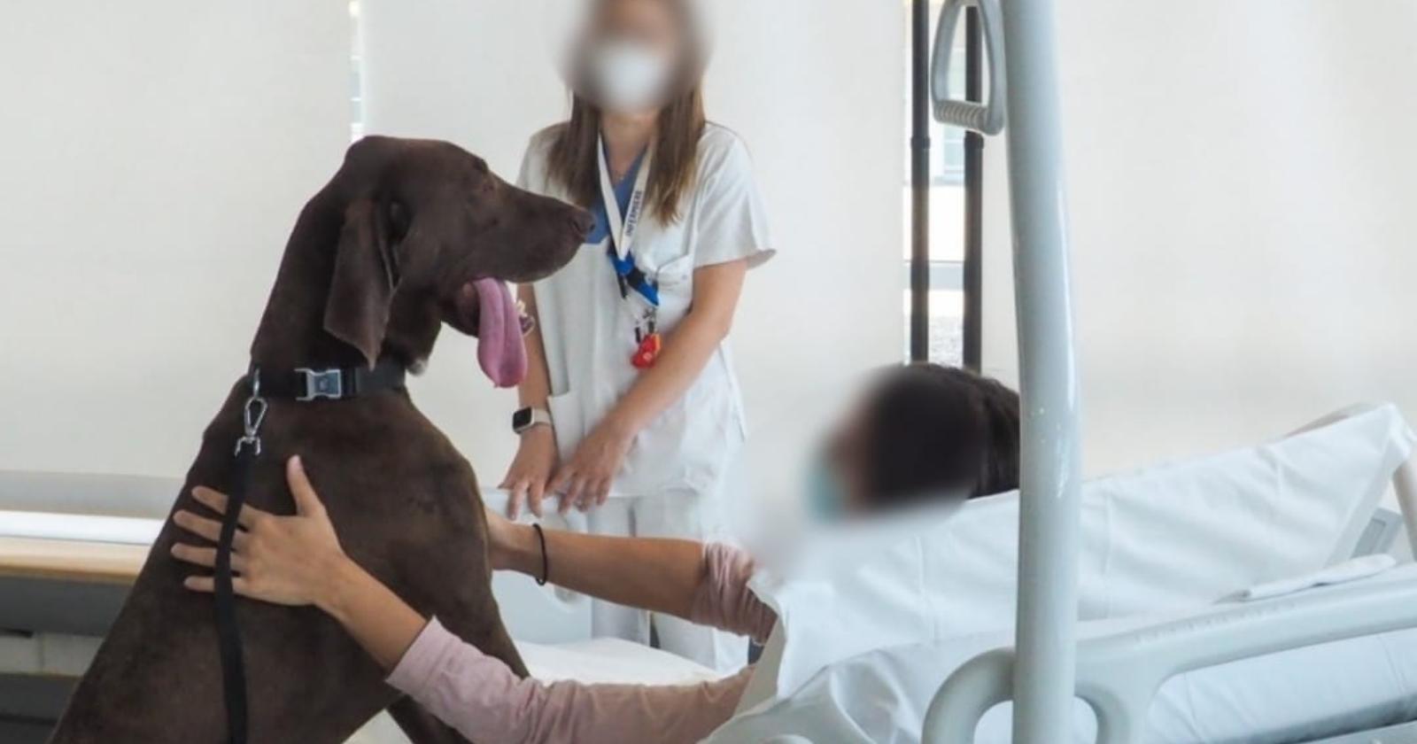 Sanità lucana, approvate le linee di indirizzo: si all'accesso degli animali d'affezione per i degenti