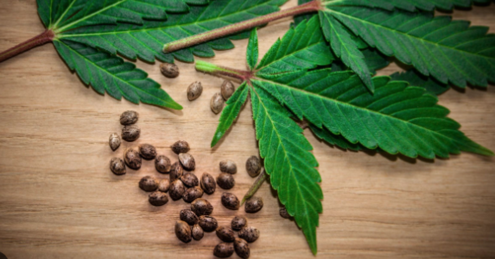 Semi di marijuana: il punto sulla normativa italiana