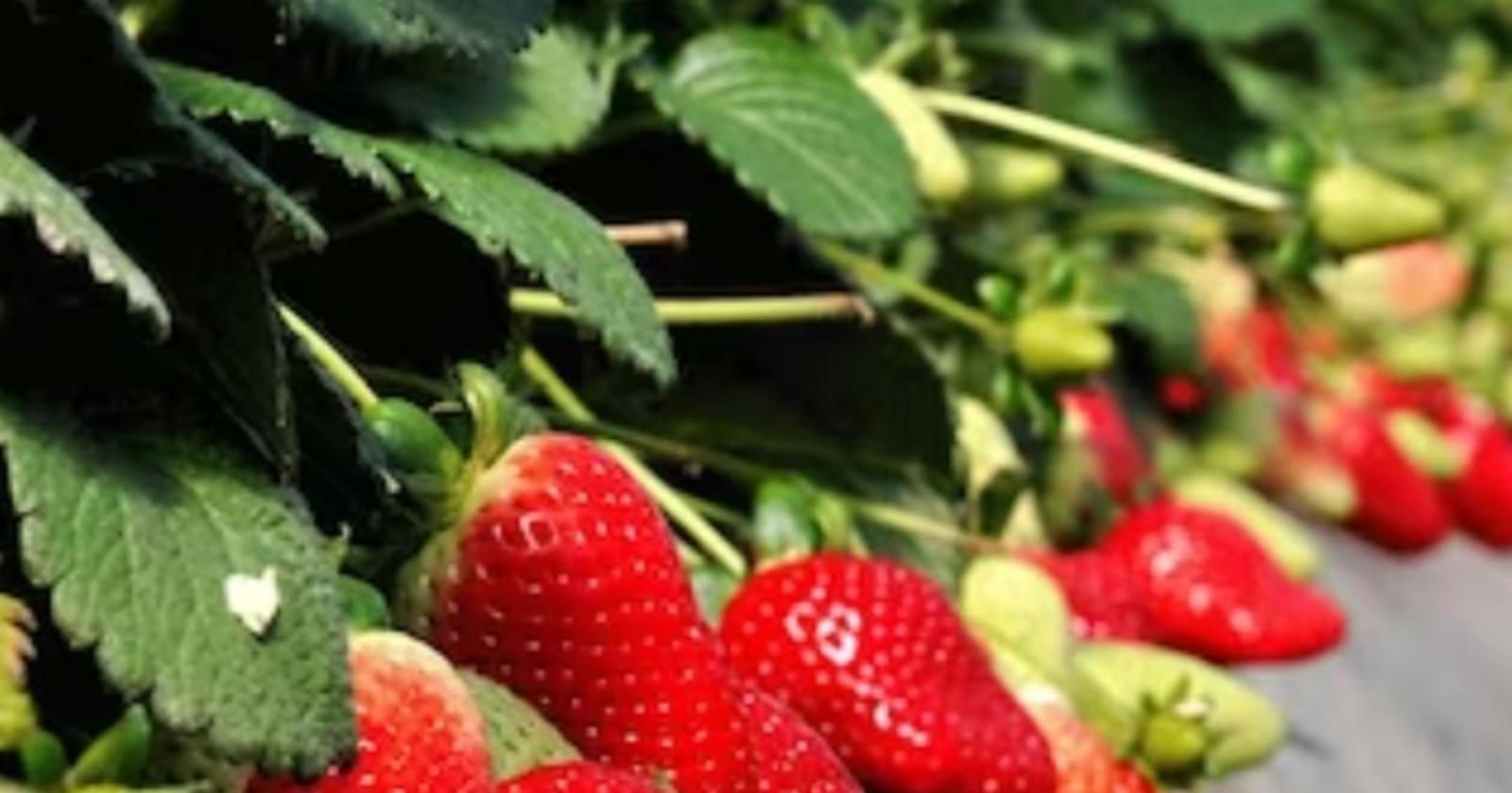 La Cia-Agricoltori tira le somme della stagione 2022: in Basilicata c'è resilienza ma pesa l'inflazione