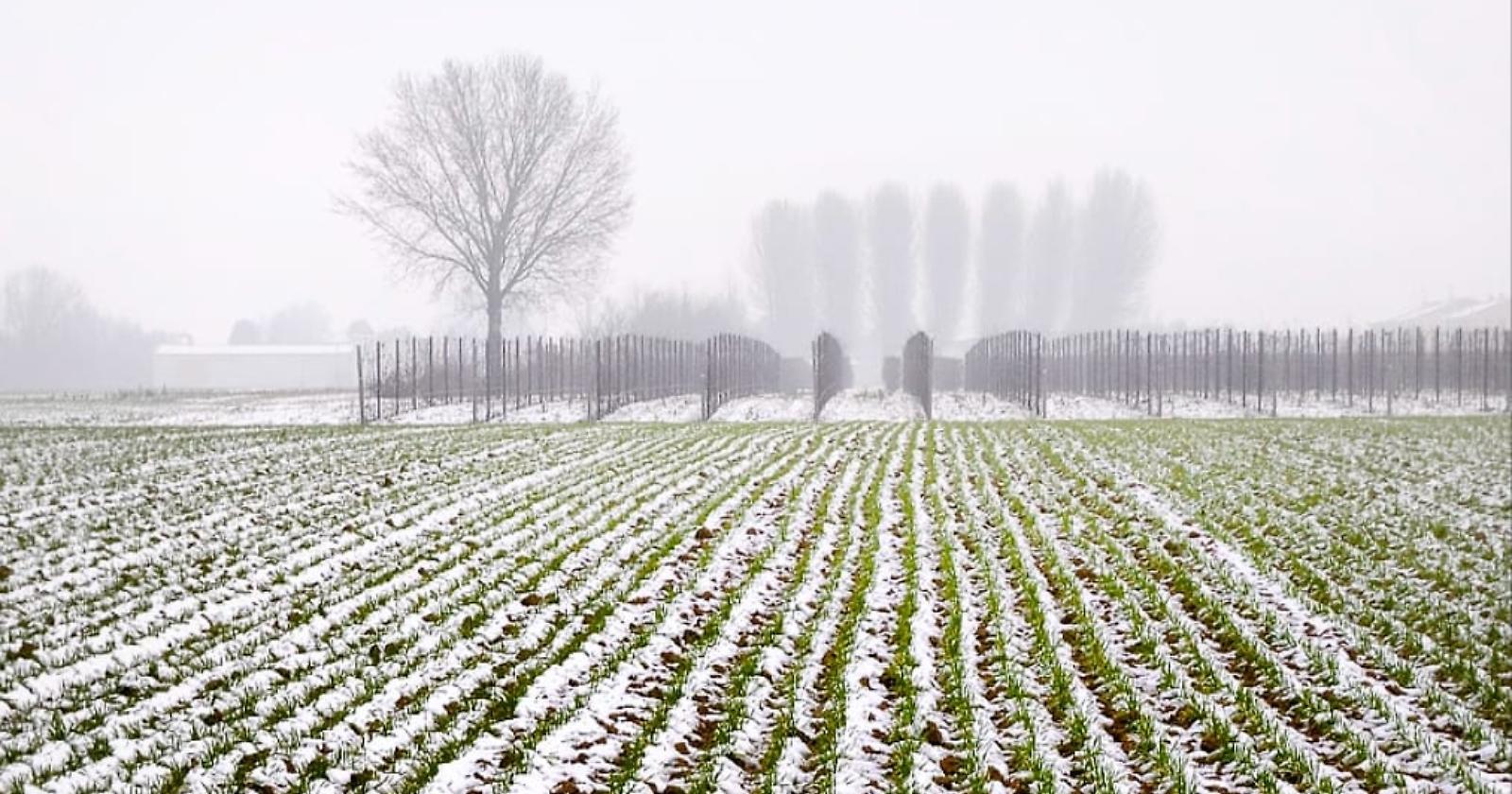 Maltempo e agricoltura: gelo e neve bastonano colture e imprese, danni da 6 miliardi di euro