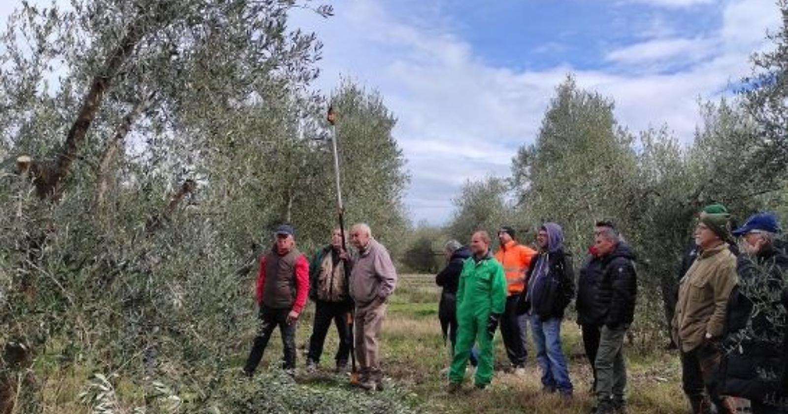 Olio e olive di Missanello, il sindaco Sinisgalli: “Risorsa da valorizzare sempre di più”
