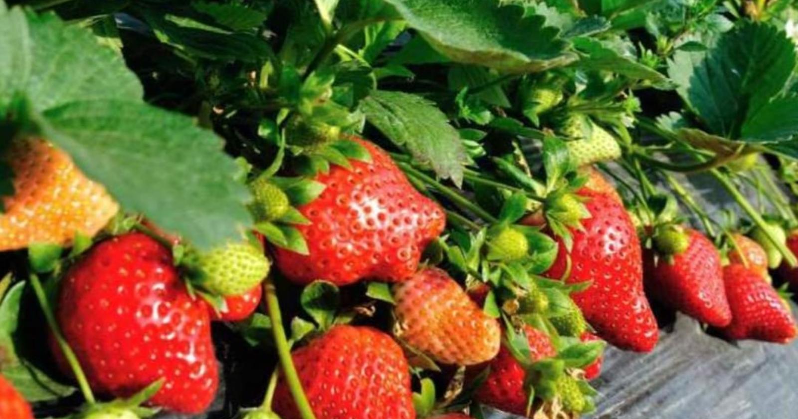 Prezzi all'ingrosso della Rete Italmercati: calano le quotazioni delle Fragole 