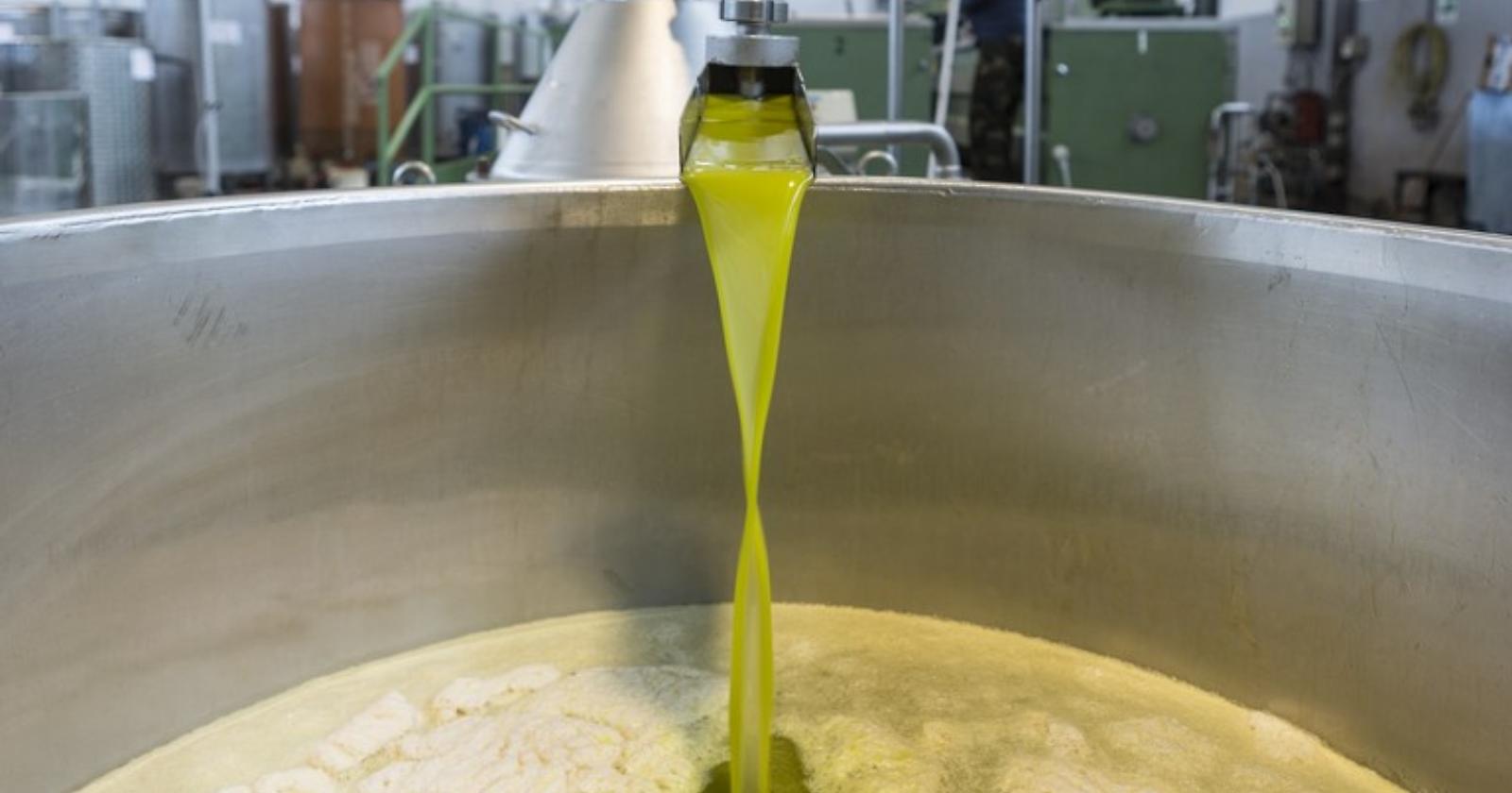 In Puglia crolla del 52% la produzione dell'olio, in Basilicata del 40%