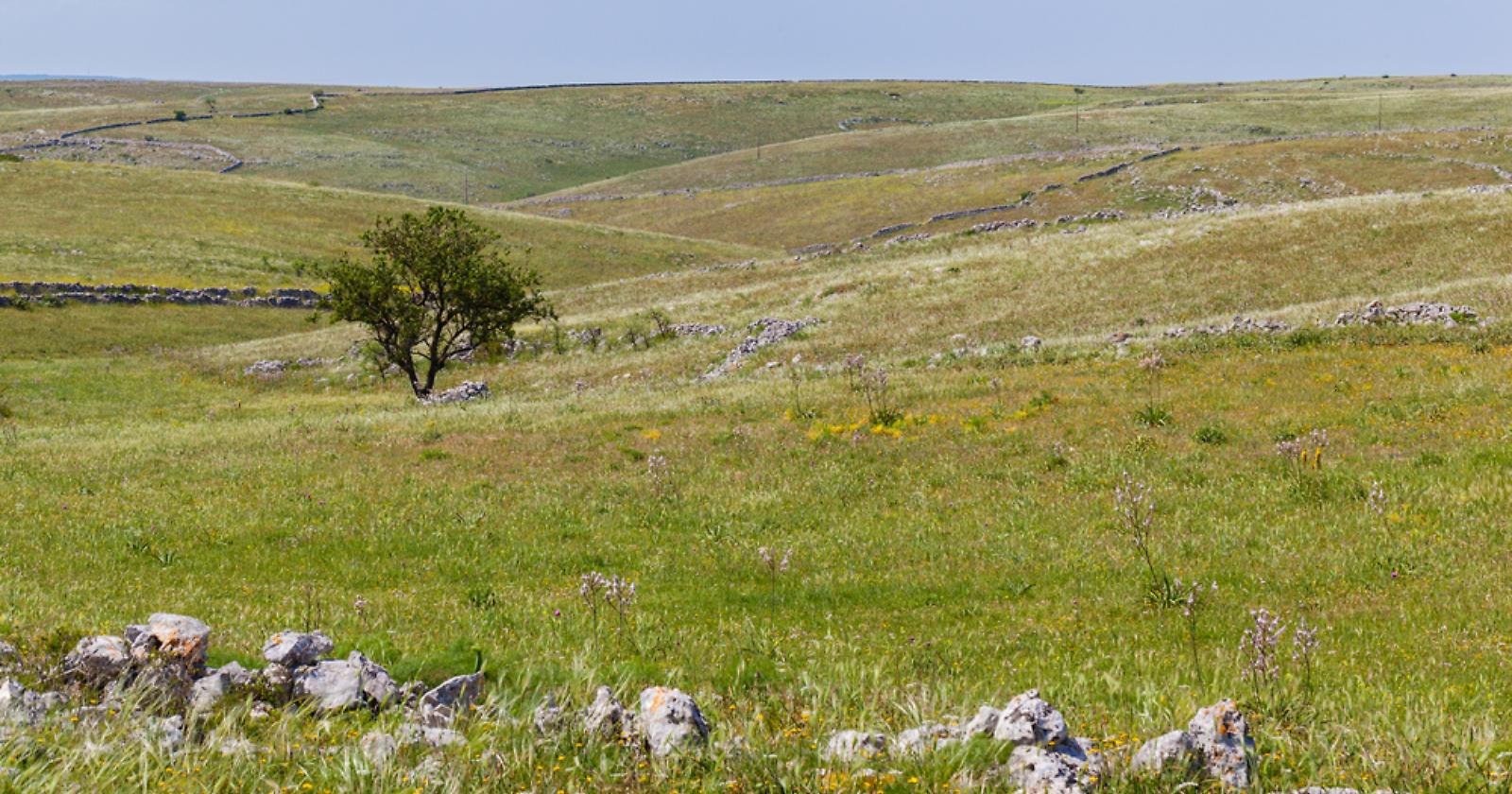 Una spinta per il ritorno dei giovani alla terra: all'asta 3.200 ettari di terreni incolti tra Basilicata e Puglia, il 20% in provincia di Foggia