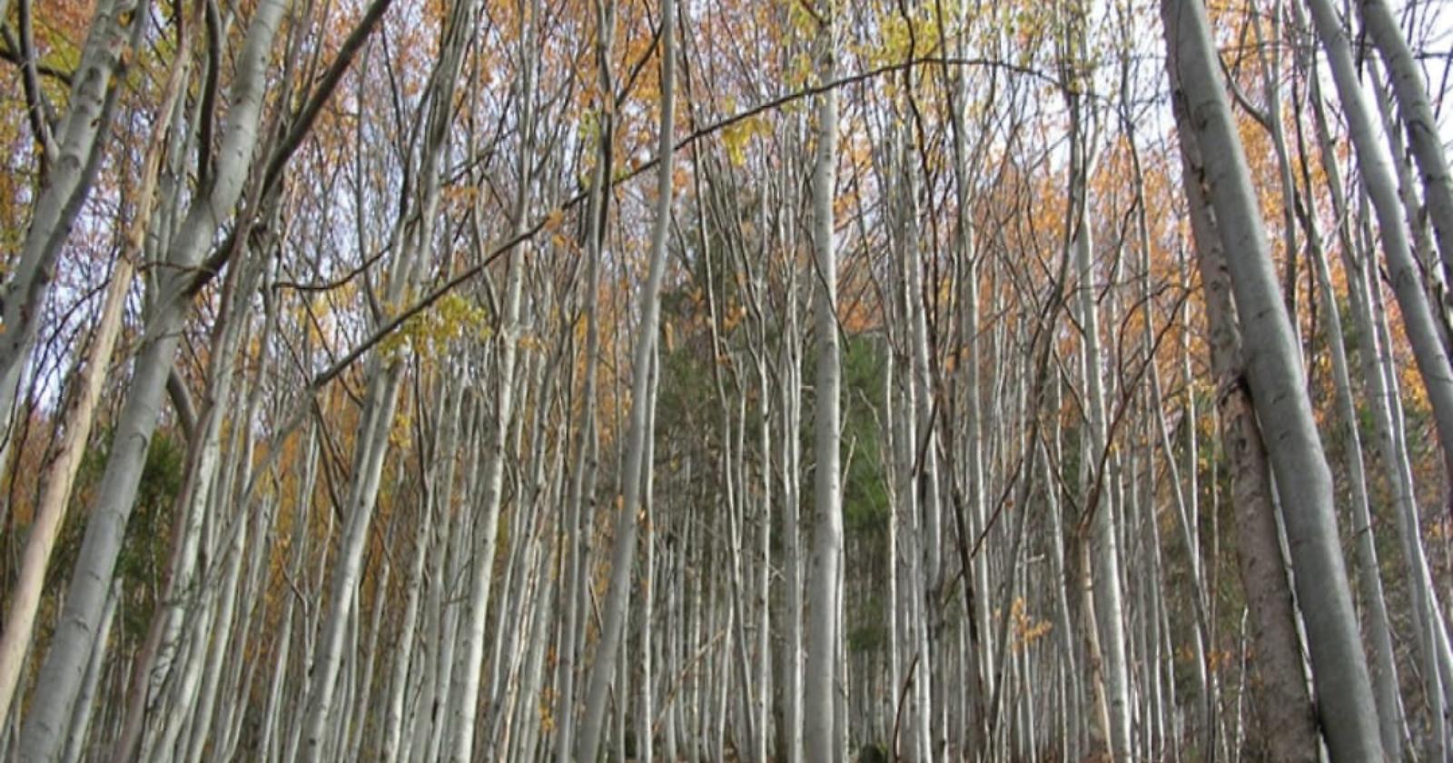 Tortorelli (Uil) rispolvera una vecchia idea di Braia: istituire un’Agenzia regionale agro-forestale 