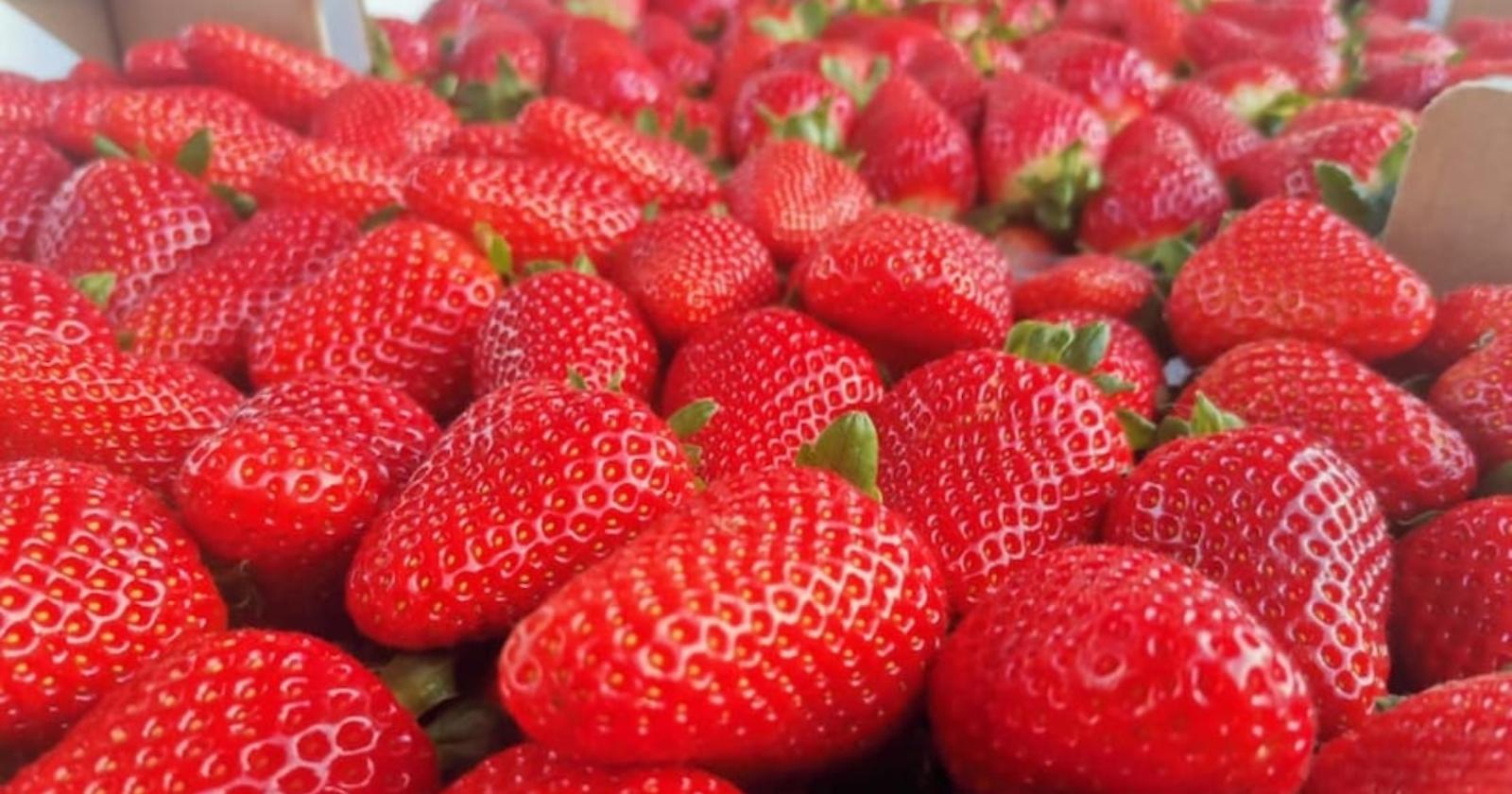 La fragola della Basilicata verso il riconoscimento Igp